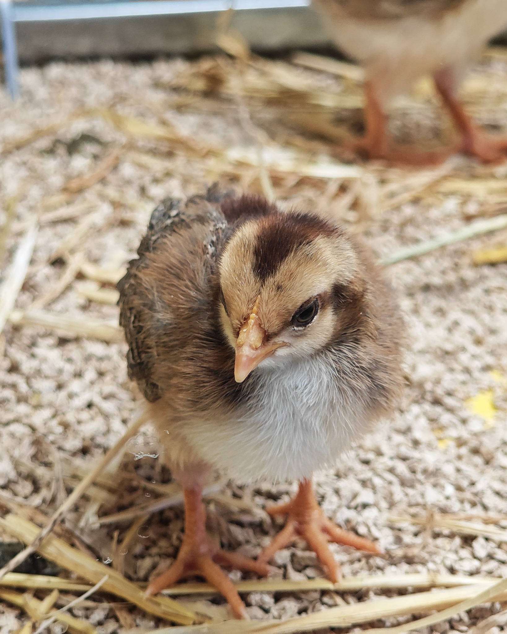 Dieser Alternativtext wurde KI-generiert: Ein kleines Küken steht auf Streu. Es hat braunes und weißes Gefieder und einen kleinen Schnabel.