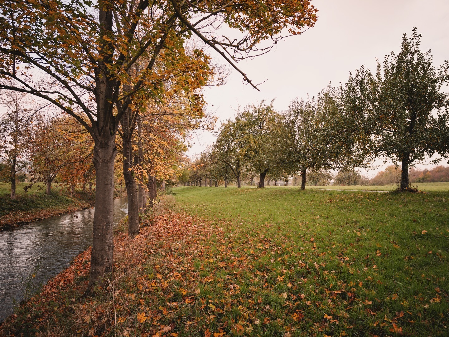 Ein herbstlicher Flusslauf säumt einen Weg, an dem Bäume mit goldenem und grünem Laub stehen. Die Szenerie ist friedlich und ruhig.
