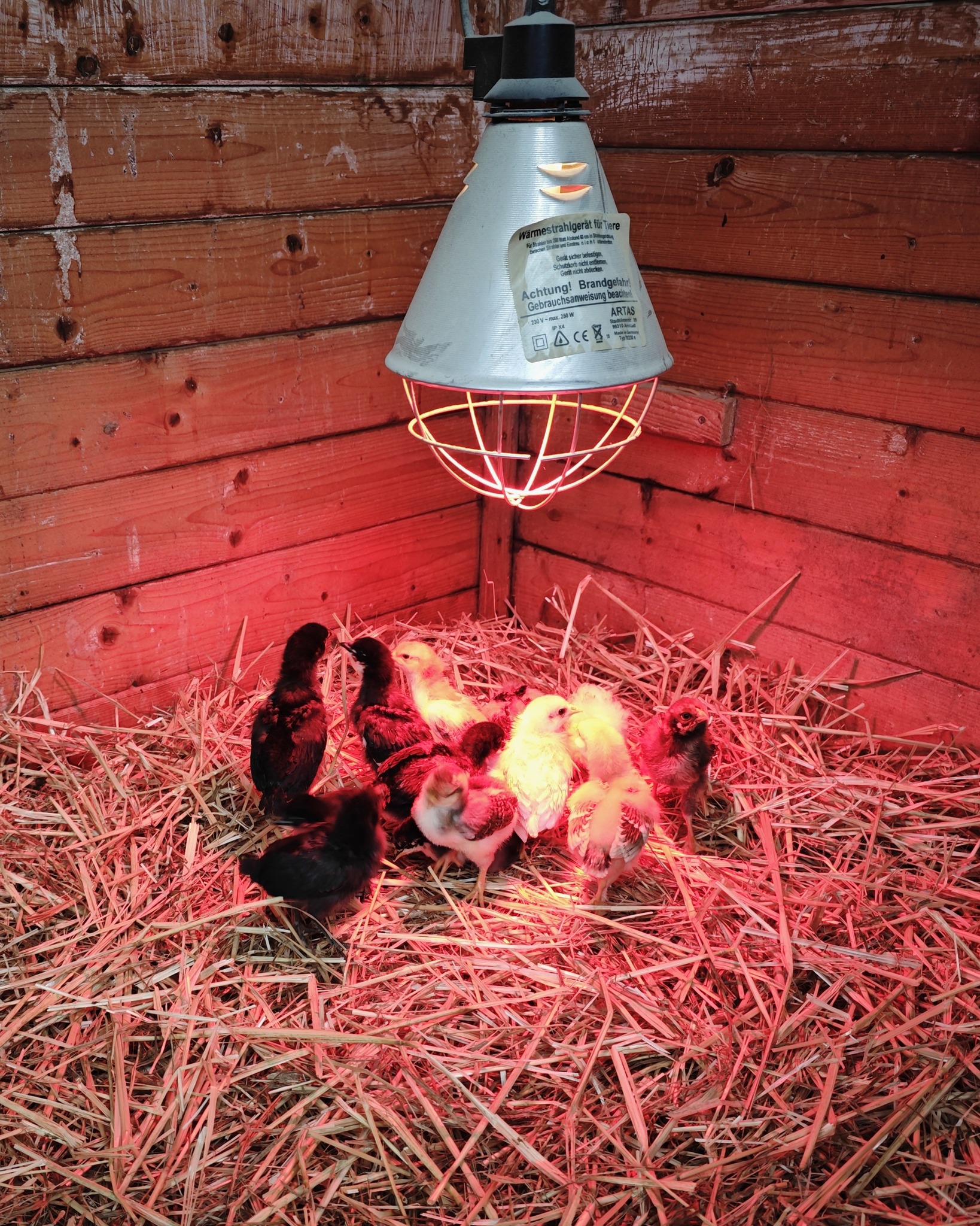Dieser Alternativtext wurde KI-generiert: Ein Wärmelampenschirm über einer Strohhäufung beleuchtet kleine, flaumige Küken. Das Bild ist in warmen Rottönen gehalten.