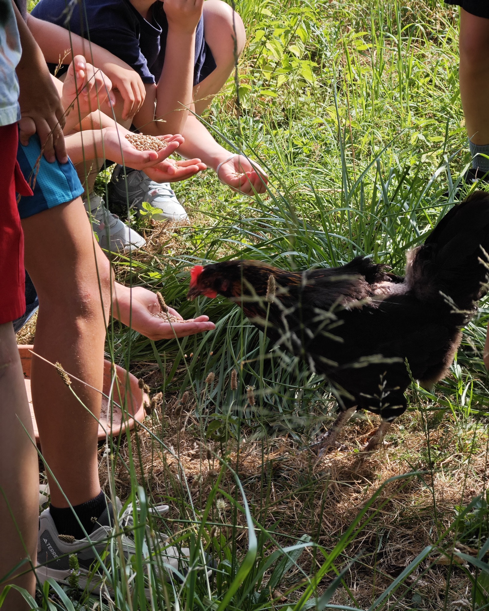 Mehrere Personen füttern auf einer grasbewachsenen Fläche eine schwarze Henne. Verschiedene Hände halten Futterkörner bereit, während das Huhn aus einer ausgestreckten Hand frisst. (KI-Alternativtext)