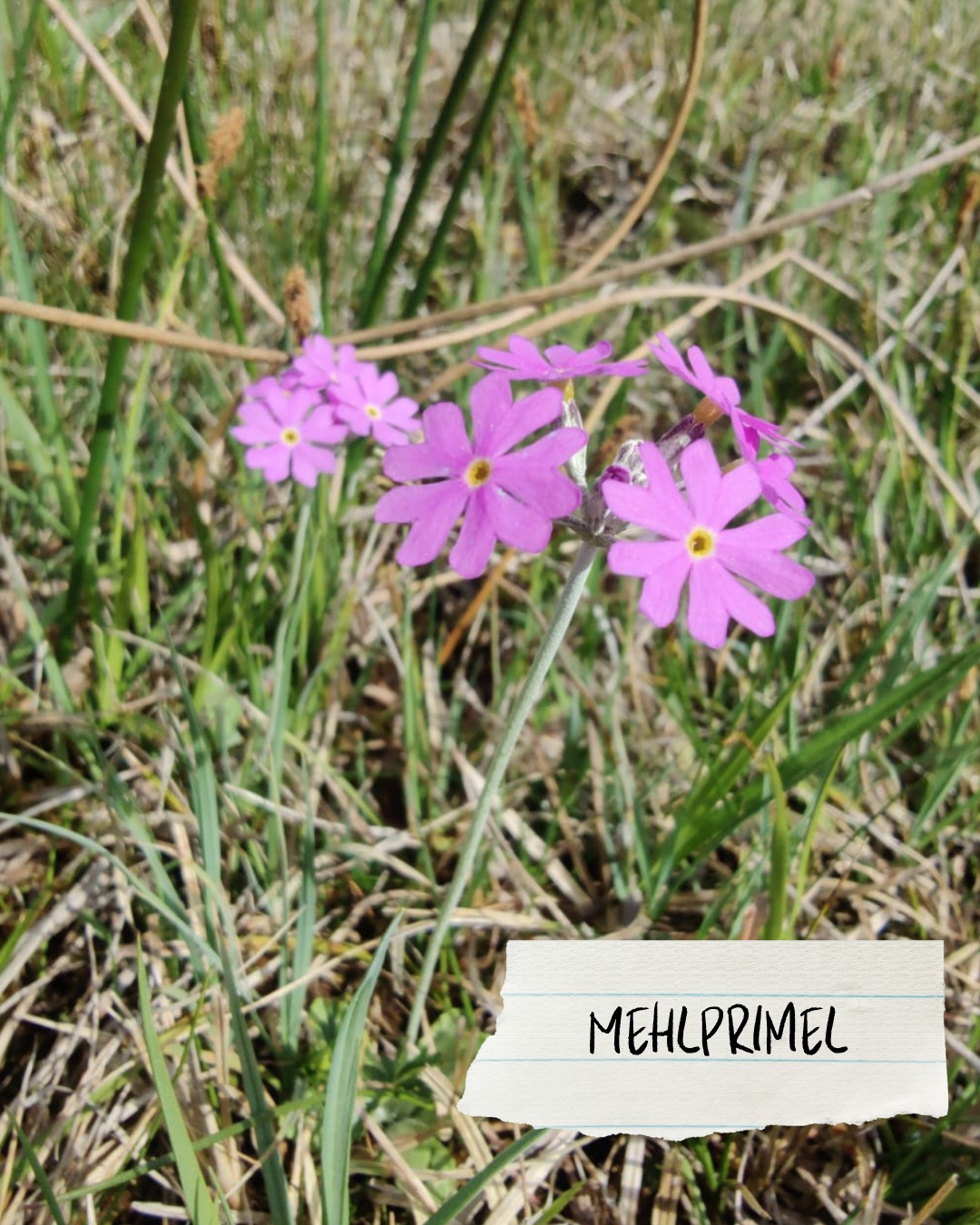Dieser Alternativtext wurde KI-generiert: Mehrere lilafarbene Blüten wachsen im Gras. Ein weißes Schild mit der Aufschrift "MEHLPRIMEL" befindet sich im Vordergrund.