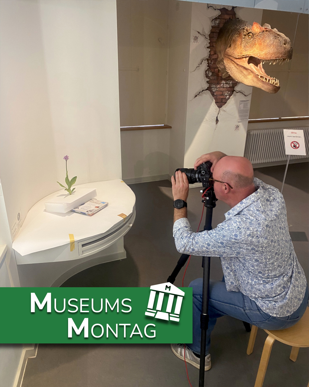 Eine Person sitzt auf einem Hocker und fotografiert mit einer Kamera auf einem Stativ eine einzelne Blume auf einem weißen Tisch. Im Hintergrund ragt ein Dinosaurierkopf aus einer Wand. Ein grüner Balken unten trägt den Text „Museums Montag“. (KI-Alternativtext)