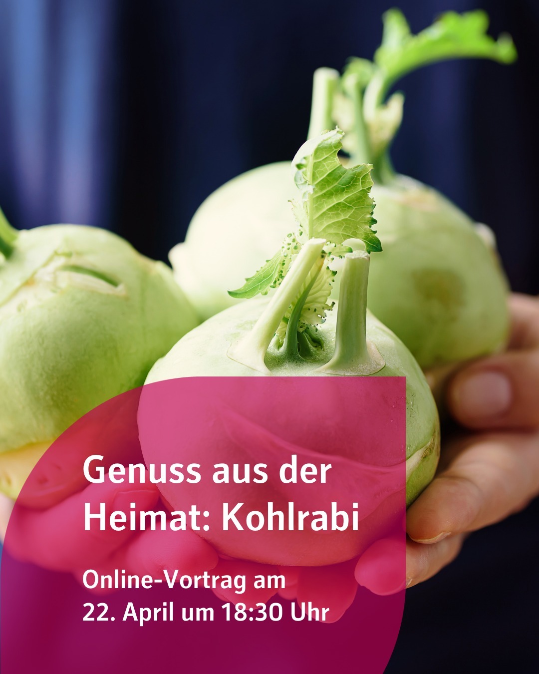 Zu sehen sind Kohlrabis. Bildtext: Genuss aus der Heimat: Kohlrabi
Online-Vortrag am 22. April um 18:30 Uhr