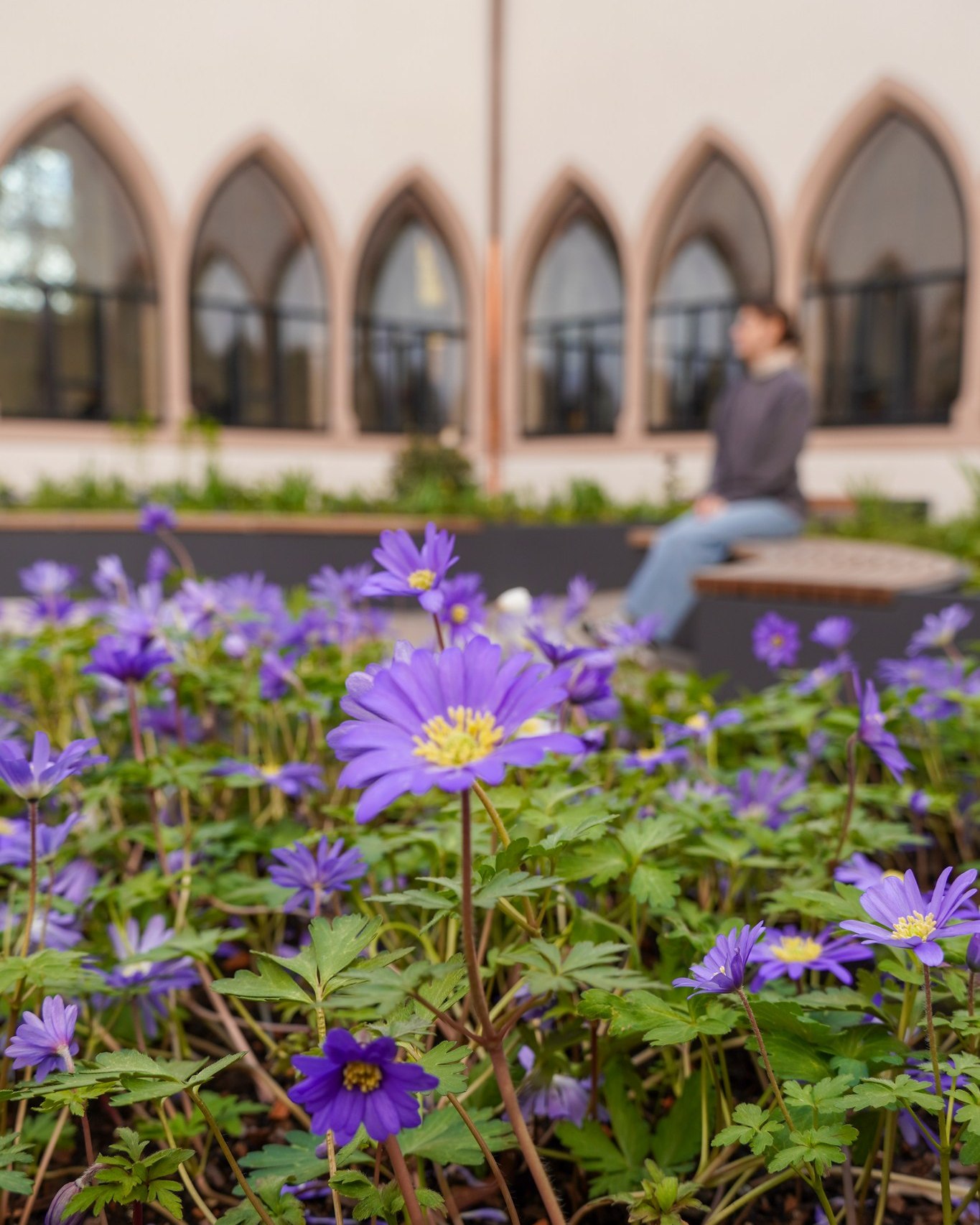 Dieser Alternativtext wurde KI-generiert: Ein Blumenbeet mit violetten Anemonen im Vordergrund, während im Hintergrund ein Gebäude mit Spitzbogenfenstern und eine Person auf einer Bank zu sehen sind. Das Bild ist farbig.