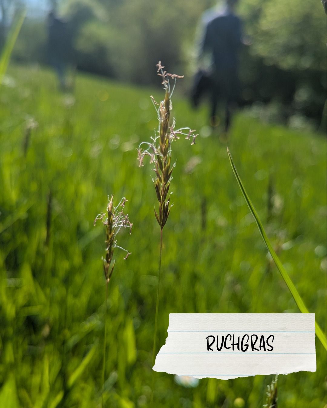 Dieser Alternativtext wurde KI-generiert: Nahaufnahme von Gras im Fokus, mit unscharfem Grün im Hintergrund. Ein weisses Schild mit der Aufschrift "RUCHGRAS" ist im Bild platziert.