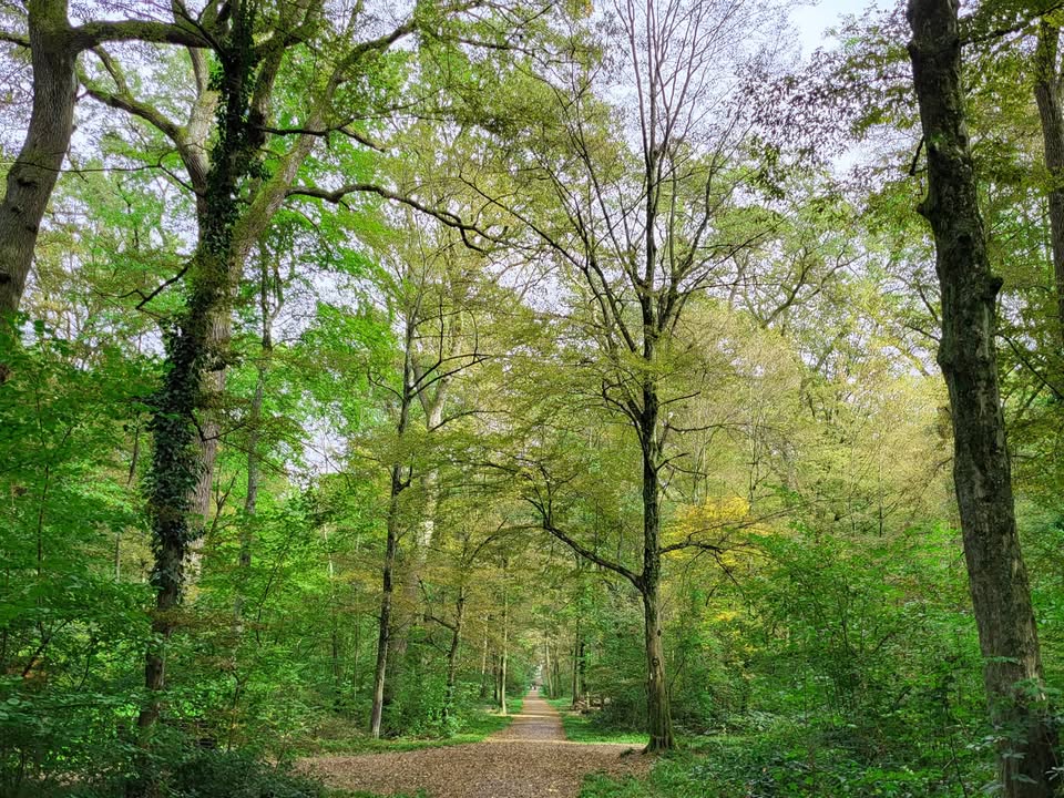 Dieser Alternativtext wurde KI-generiert: Ein Weg führt durch einen Wald mit hohen Bäumen und viel Grün. Das Bild ist in Farbe gehalten und zeigt eine friedliche Szene.