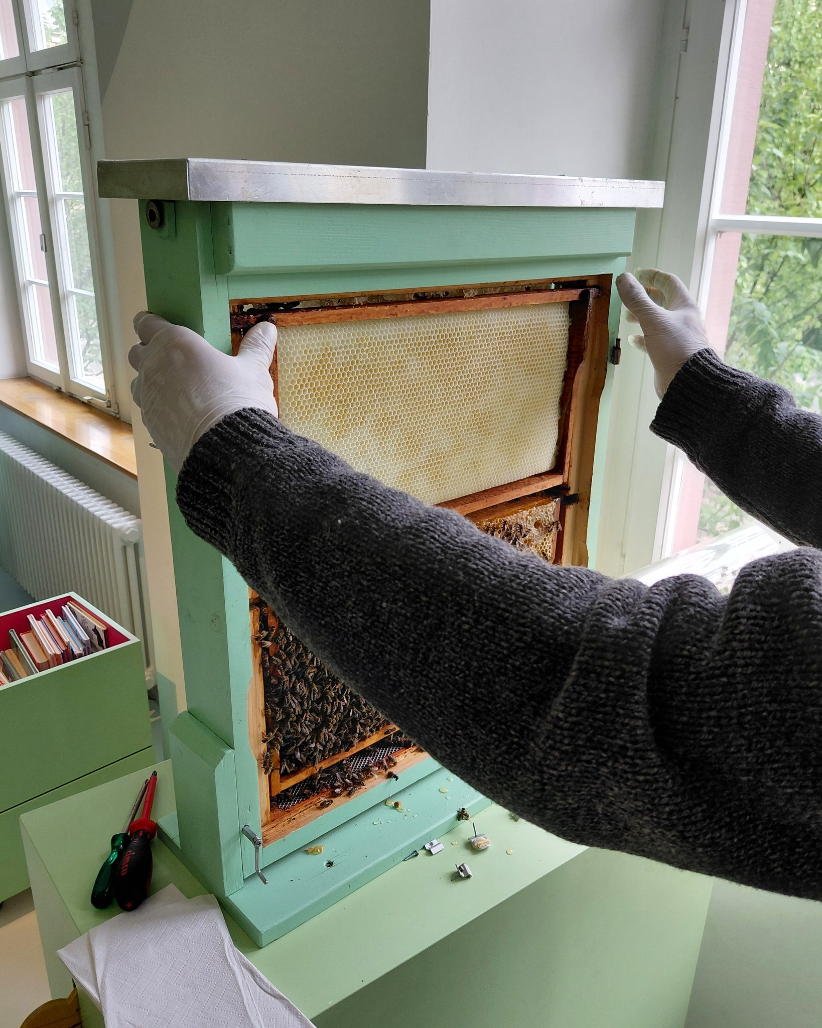 Eine Person mit weißen Handschuhen und dunklem Pullover hält einen Wabenrahmen in einem hellgrünen, hölzernen Bienenstock, der auf einem Tisch im Innenraum steht. Im unteren Bereich des Stocks sind zahlreiche Bienen auf den Rahmen zu sehen, während auf dem Tisch daneben Schraubendreher und ein Papiertuch liegen. (KI-Alternativtext)