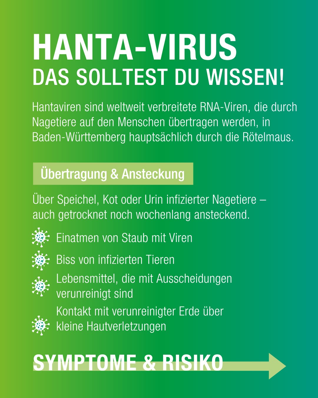 Infografik zum Hanta-Virus mit Überschrift „HANTA-VIRUS – DAS SOLLTEST DU WISSEN!“. Beschreibt Übertragungswege über Nagetiere, insbesondere Rötelmaus, und listet Ansteckungsmöglichkeiten wie Staub, Bisse, verunreinigte Lebensmittel und Kontakt mit Erde auf. Unten Pfeil mit „SYMPTOME & RISIKO“. (KI-Alternativtext)