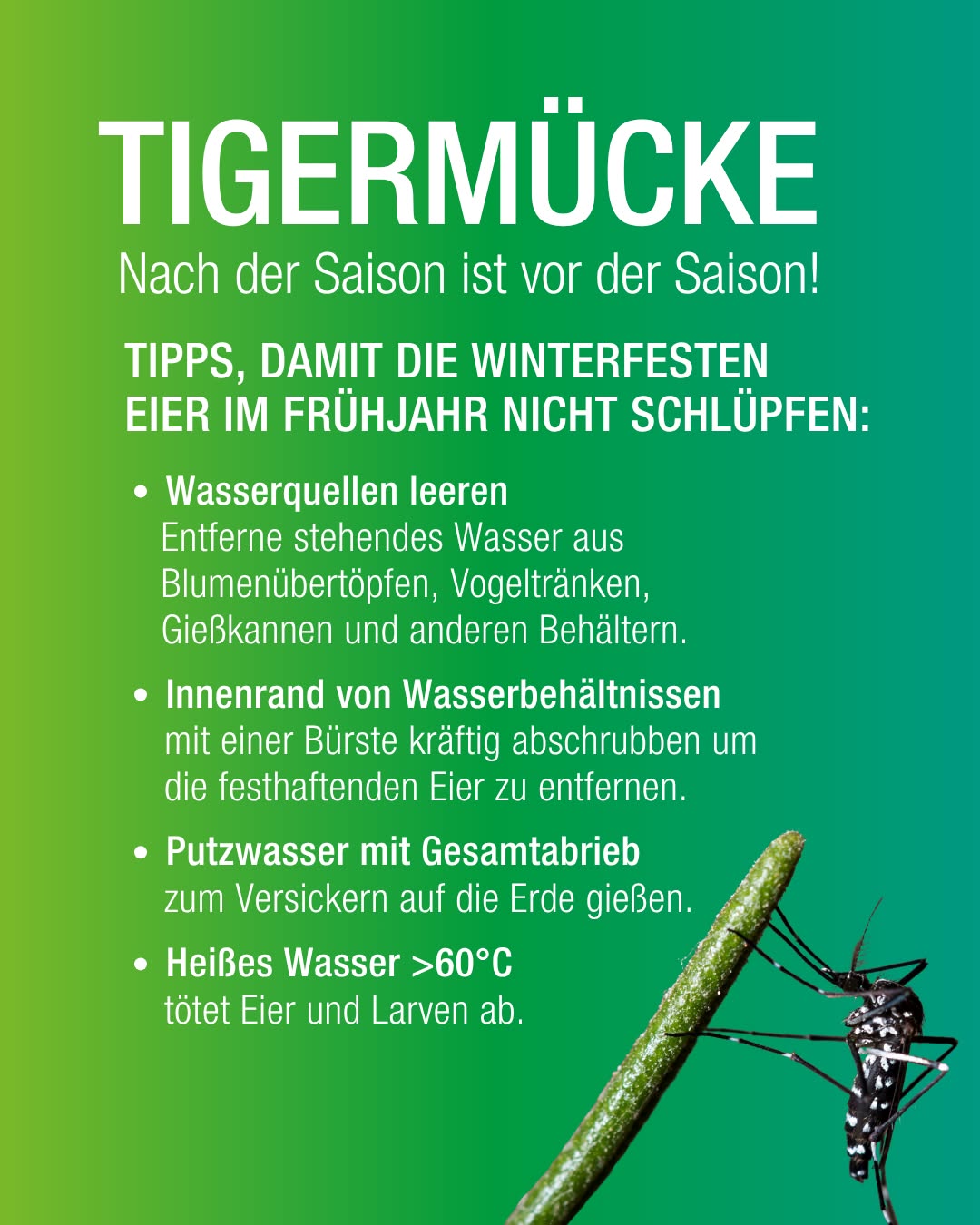 Dieser Alternativtext wurde KI-generiert: Ein farbiges Plakat mit Text und Illustrationen. Es zeigt Tipps, wie man die Vermehrung von Tigermücken verhindern kann, sowie ein Bild von einer Tigermücke auf einer Pflanze.