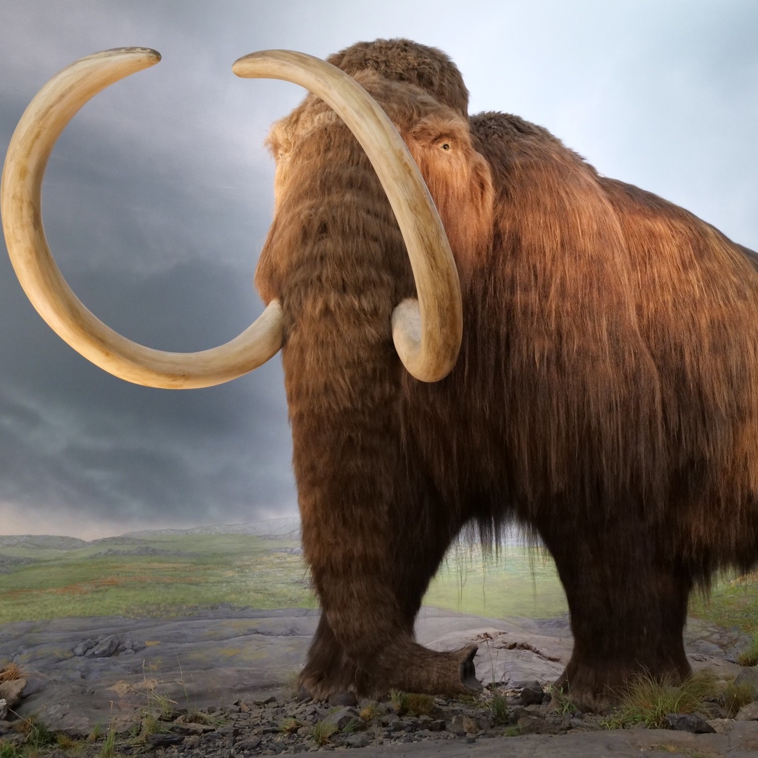 Dieser Alternativtext wurde KI-generiert: Ein großes, behaartes Tier mit langen Stoßzähnen steht vor einer dramatischen Himmelslandschaft. Das Bild ist farbig und stellt möglicherweise ein ausgestorbenes Säugetier dar.