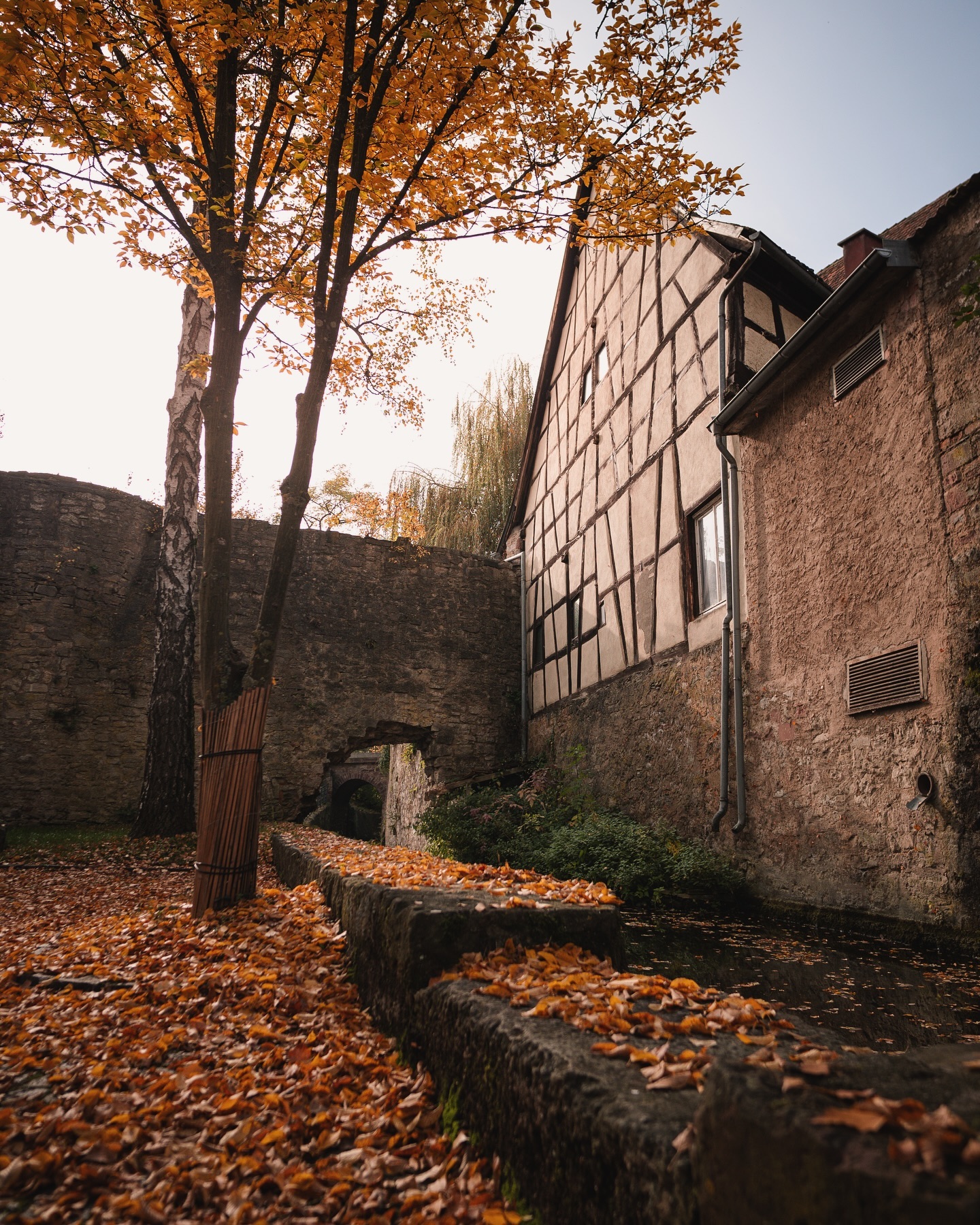 Ein Bild zeigt einen Kanal mit Herbstlaub, der an alten, Fachwerkhäusern vorbeifließt. Ein Baum mit goldenem Herbstlaub steht im Vordergrund.