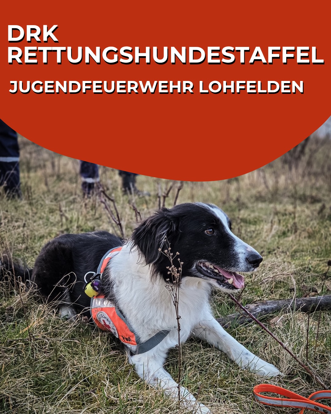 Ein schwarz-weißer Hund liegt im Gras und trägt eine orange Weste. Im Hintergrund stehen Personen. Oben steht in weißer Schrift auf rotem Grund: „DRK RETTUNGSHUNDESTAFFEL JUGENDFEUERWEHR LOHFELDEN“. (KI-Alternativtext)