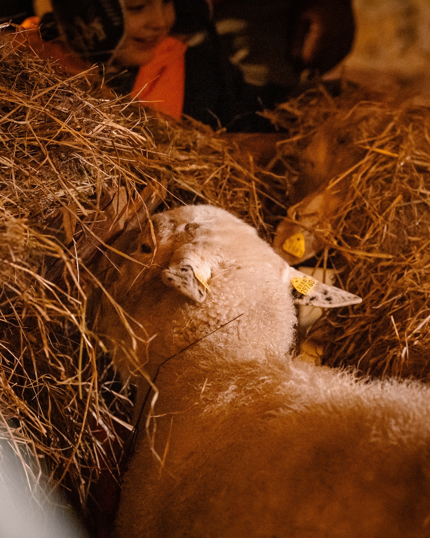 Ein zartes, hellbraunes Lamm liegt in einer Krippe aus Heu. Im Hintergrund sind verschwommene Personen zu sehen.