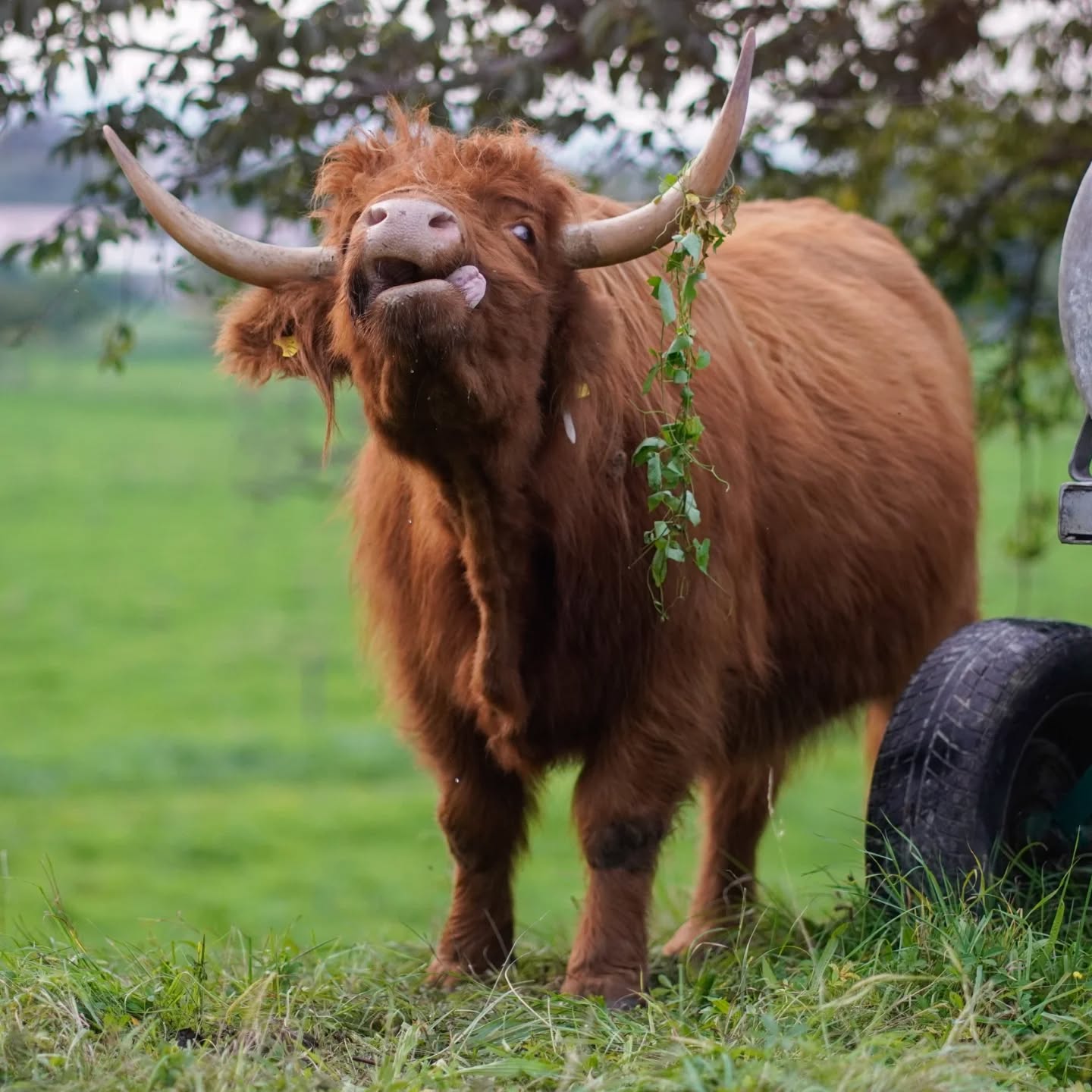 Dieser Alternativtext wurde KI-generiert: Ein langhaariges, braunes Tier mit Hörnern steht auf einer grünen Wiese. Pflanzenranken sind in seinem Fell verfangen.