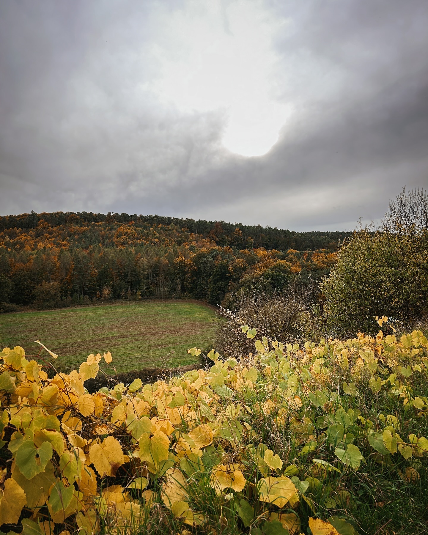 Ein Feld mit Herbstlandschaft. Im Vordergrund sind gelbe Blätter zu sehen, im Hintergrund ein Wald mit bunten Bäumen.
