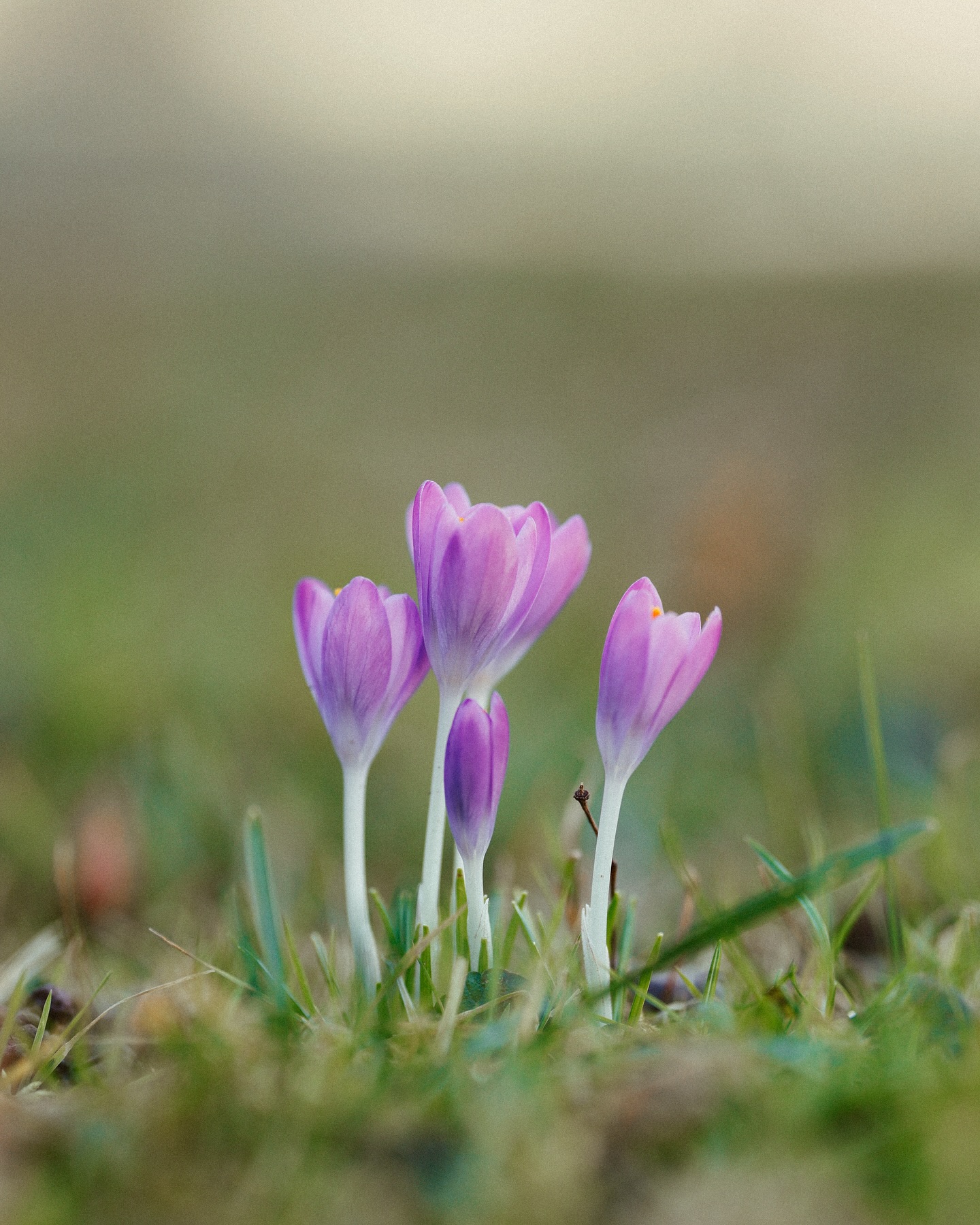 Zarte, violette Blüten sprießen aus dem Gras. Ein zarter Anblick der Frühlingsstimmung.