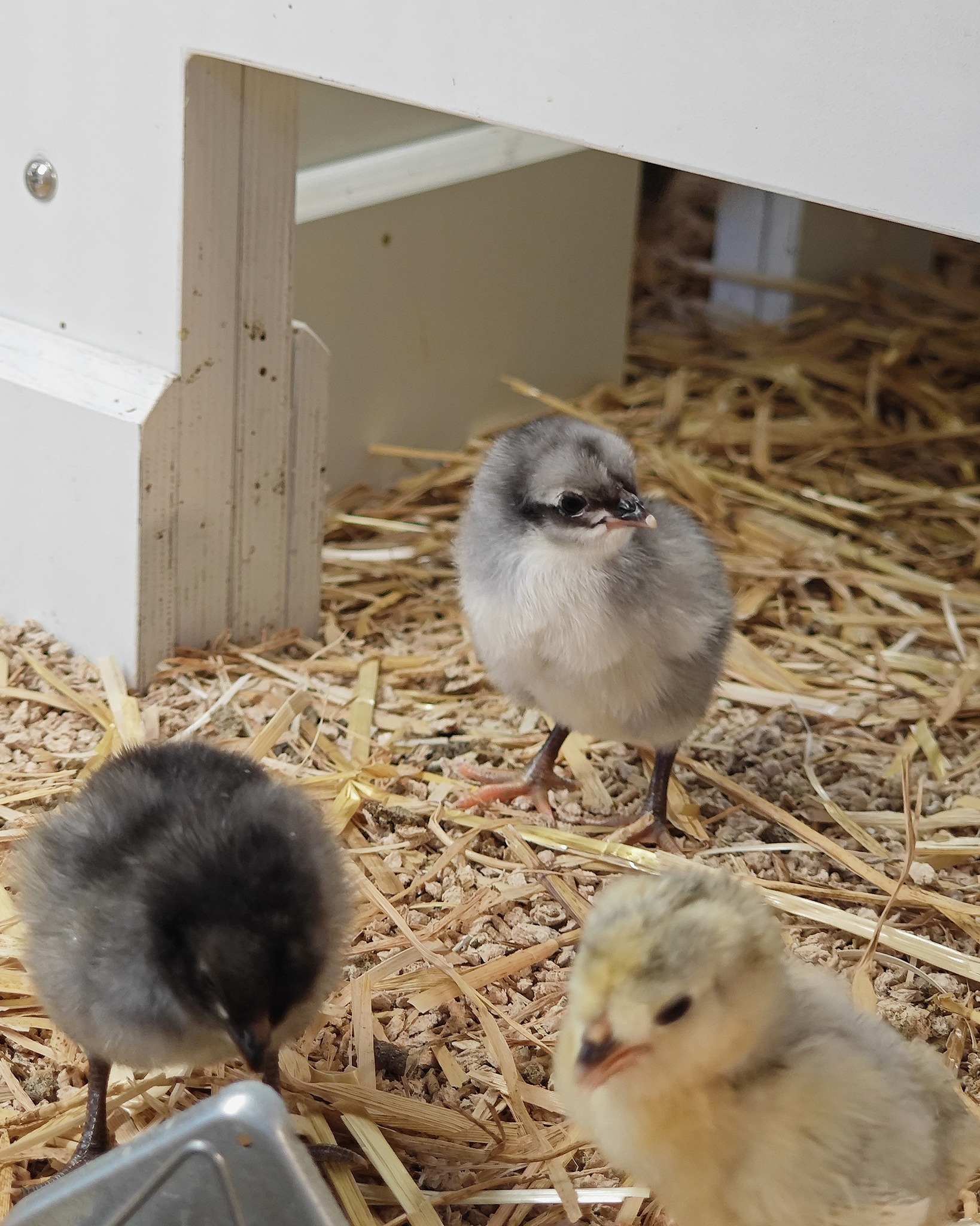 Dieser Alternativtext wurde KI-generiert: Mehrere kleine Küken sitzen auf einer Streufläche in der Nähe einer Holzstruktur. Das Bild ist farbig und zeigt die jungen Vögel in unterschiedlichen Fellfarben.