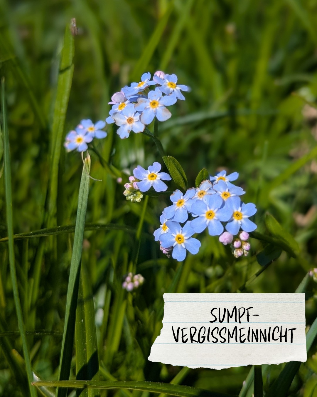 Dieser Alternativtext wurde KI-generiert: Mehrere kleine, blaue Blumen wachsen zwischen grünem Gras. Unter den Blumen befindet sich ein Schild mit einem Textaufdruck.