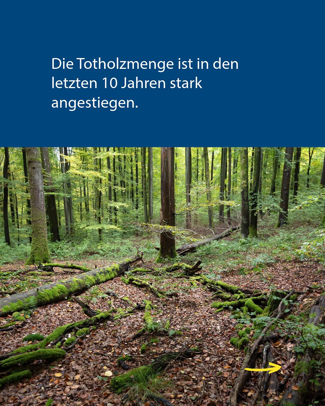 Dieser Alternativtext wurde KI-generiert: Ein farbiges Bild zeigt einen dichten Wald mit Bäumen und umgestürzten Baumstämmen im Vordergrund. Moose bedecken die Baumstämme und den Waldboden.