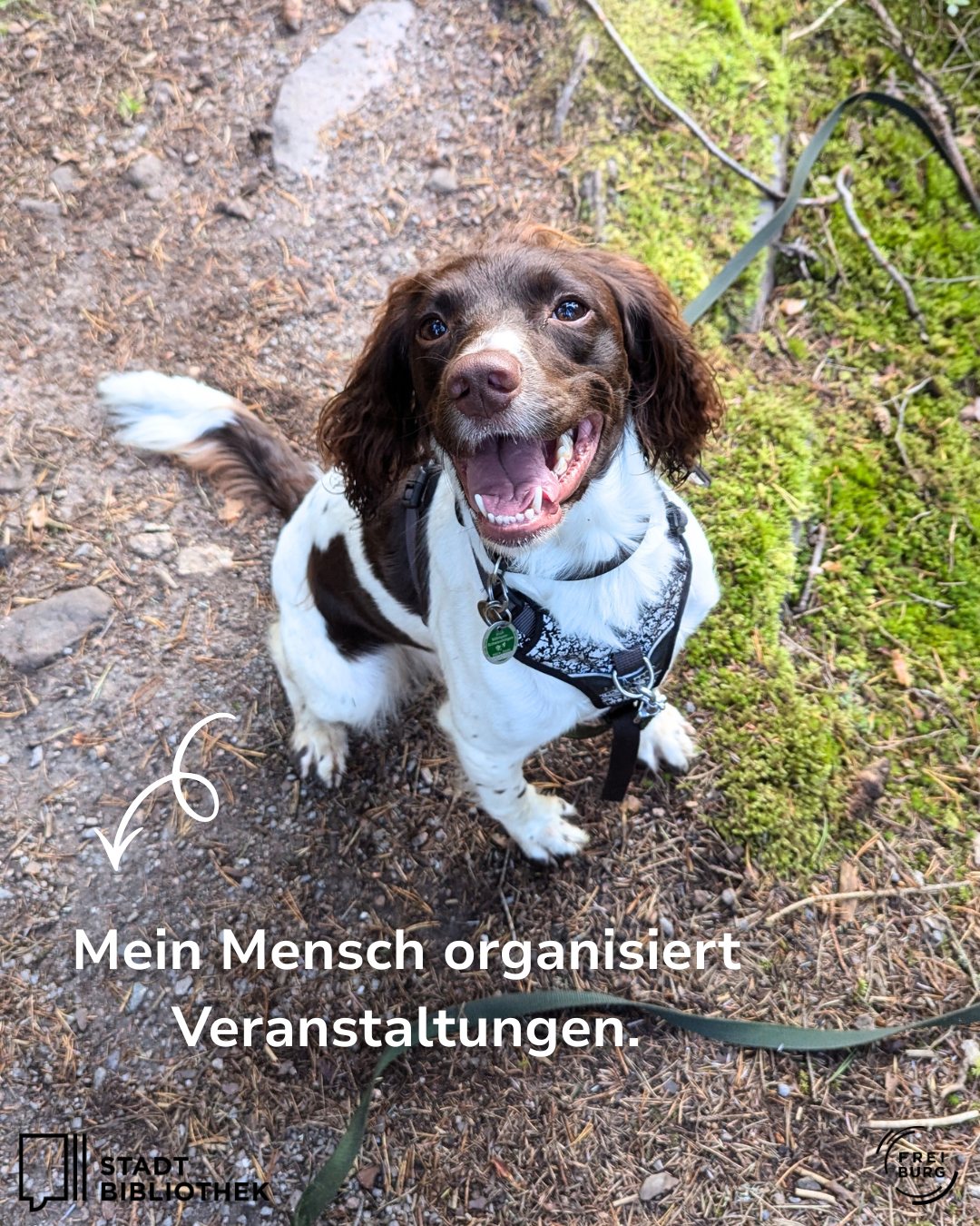 Dieser Alternativtext wurde KI-generiert: Ein Hund mit braun-weißem Fell sitzt auf einem Weg im Wald und blickt in die Kamera. Im Hintergrund ist Vegetation und Laub zu sehen.