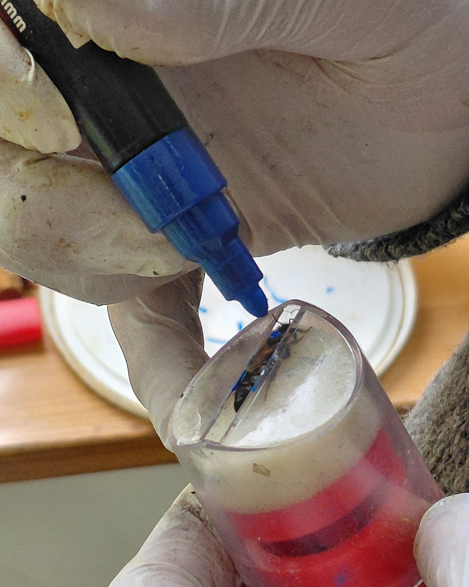 Eine Hand in Einweghandschuh markiert mit einem blauen Stift ein Insekt, das in einem durchsichtigen Behälter mit roter Flüssigkeit und Watte fixiert ist. (KI-Alternativtext)