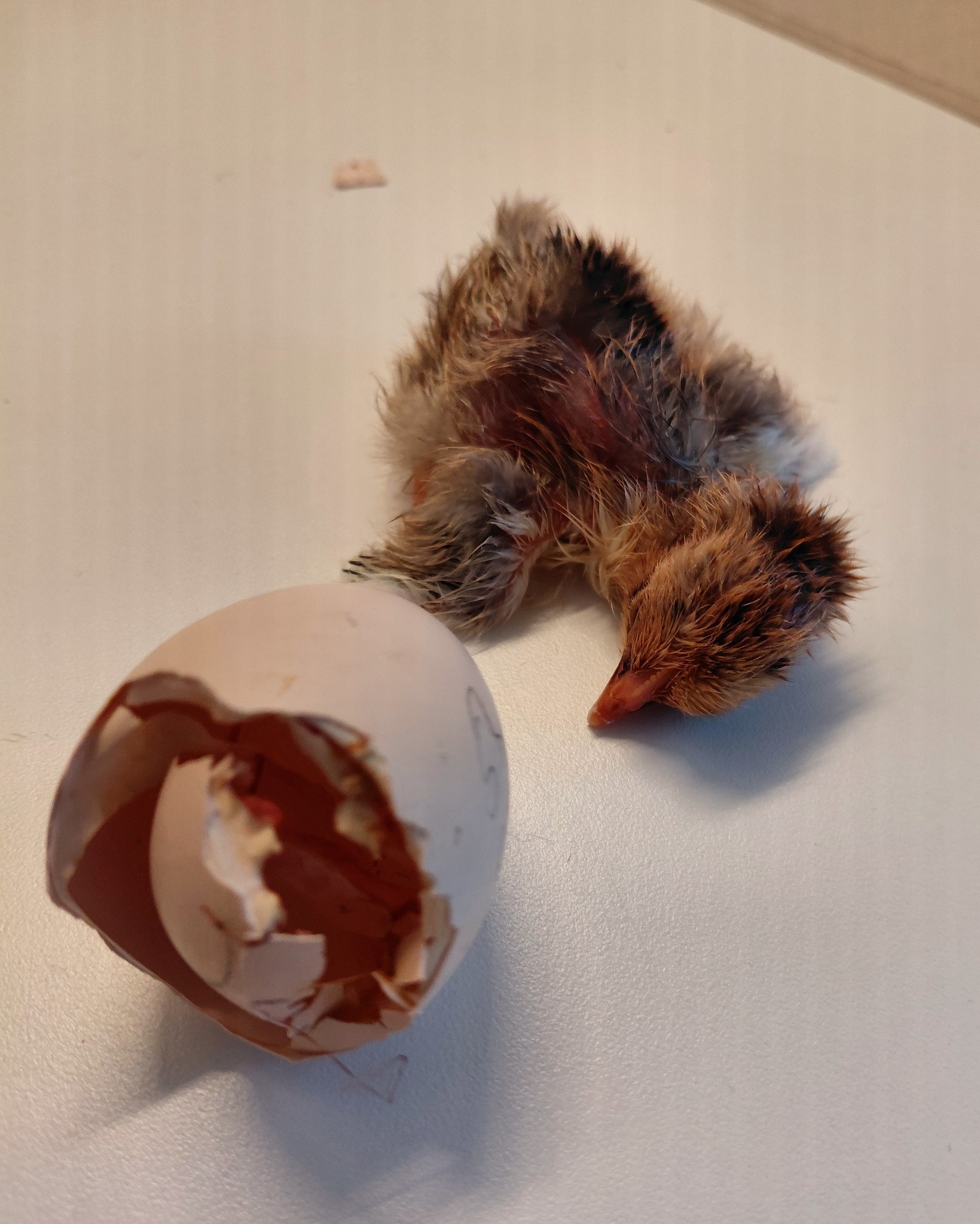 Dieser Alternativtext wurde KI-generiert: Ein kleines Tier mit Flaum liegt neben einem aufgebrochenen Ei. Das Bild ist farbig und zeigt einen hellen Hintergrund.