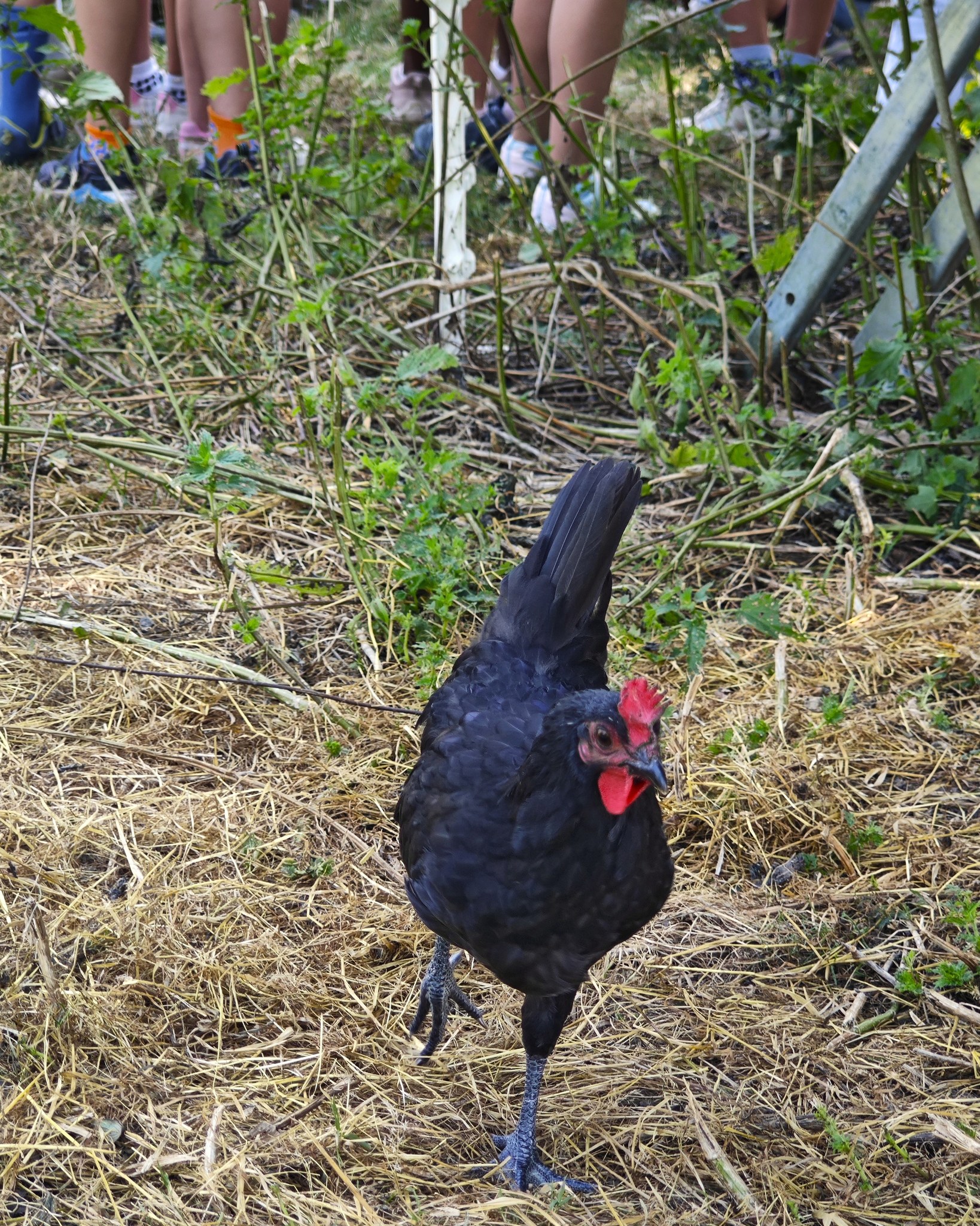 Ein schwarzes Huhn mit rotem Kamm steht auf einem Boden aus Stroh und trockenen Pflanzenresten. Im Hintergrund sind die Beine und Füße mehrerer stehender Personen zu sehen. (KI-Alternativtext)