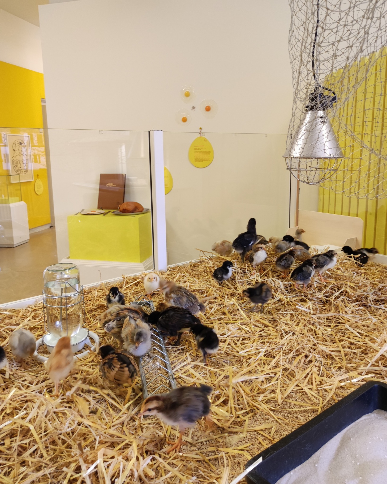 Dieser Alternativtext wurde KI-generiert: Eine Gruppe kleiner Küken pickt auf einer dicken Schicht Stroh. Im Hintergrund befindet sich eine Ausstellung mit Gelbtönen und mehreren Exponaten.
