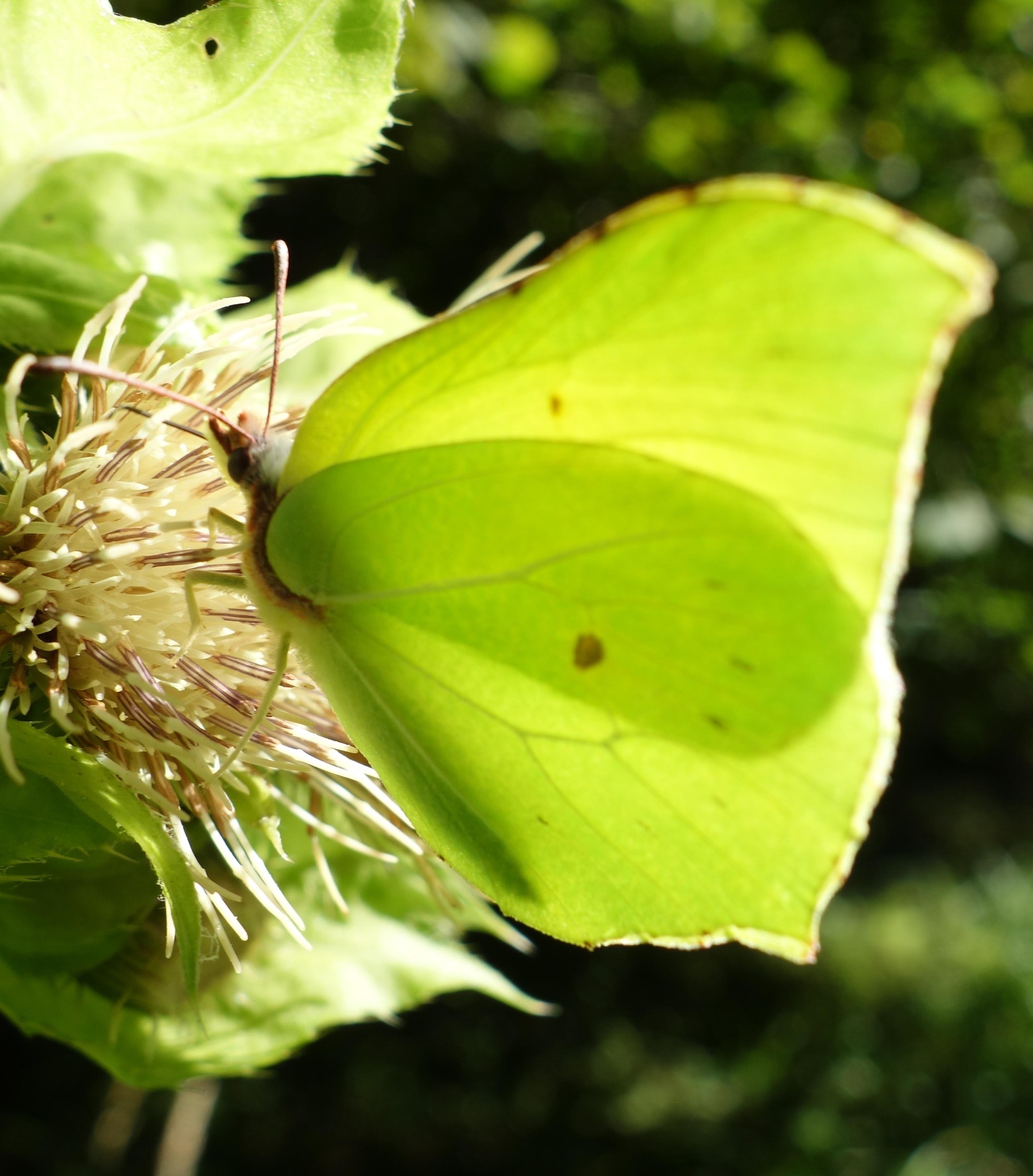 Dieser Alternativtext wurde KI-generiert: Ein grüner Schmetterling sitzt auf einer stacheligen Pflanzenstruktur. Das Bild ist farbig und zeigt eine Nahaufnahme der Insekten- und Pflanzenwelt.