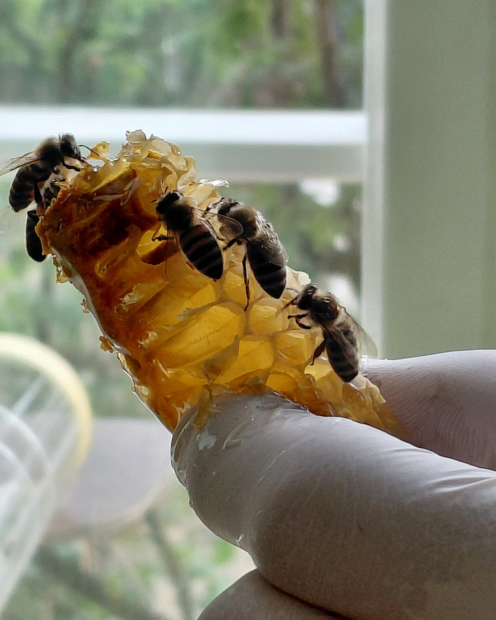 Eine Hand in einem weißen Handschuh hält ein Stück Honigwabe, auf der mehrere Bienen krabbeln. Im Hintergrund ist ein unscharfes Fenster mit Blick auf grüne Vegetation zu sehen. (KI-Alternativtext)