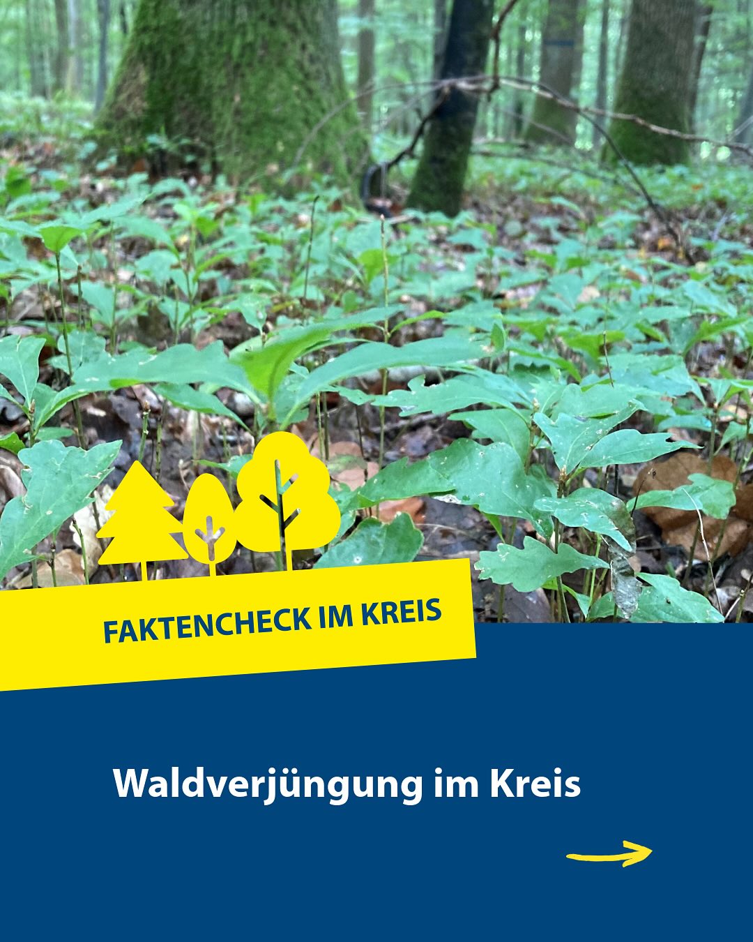 Dieser Alternativtext wurde KI-generiert: Ein Bild zeigt grünes Laub und Pflanzen am Waldboden. Ein gelber Pfeil und ein Banner mit Text überlagern das Bild.