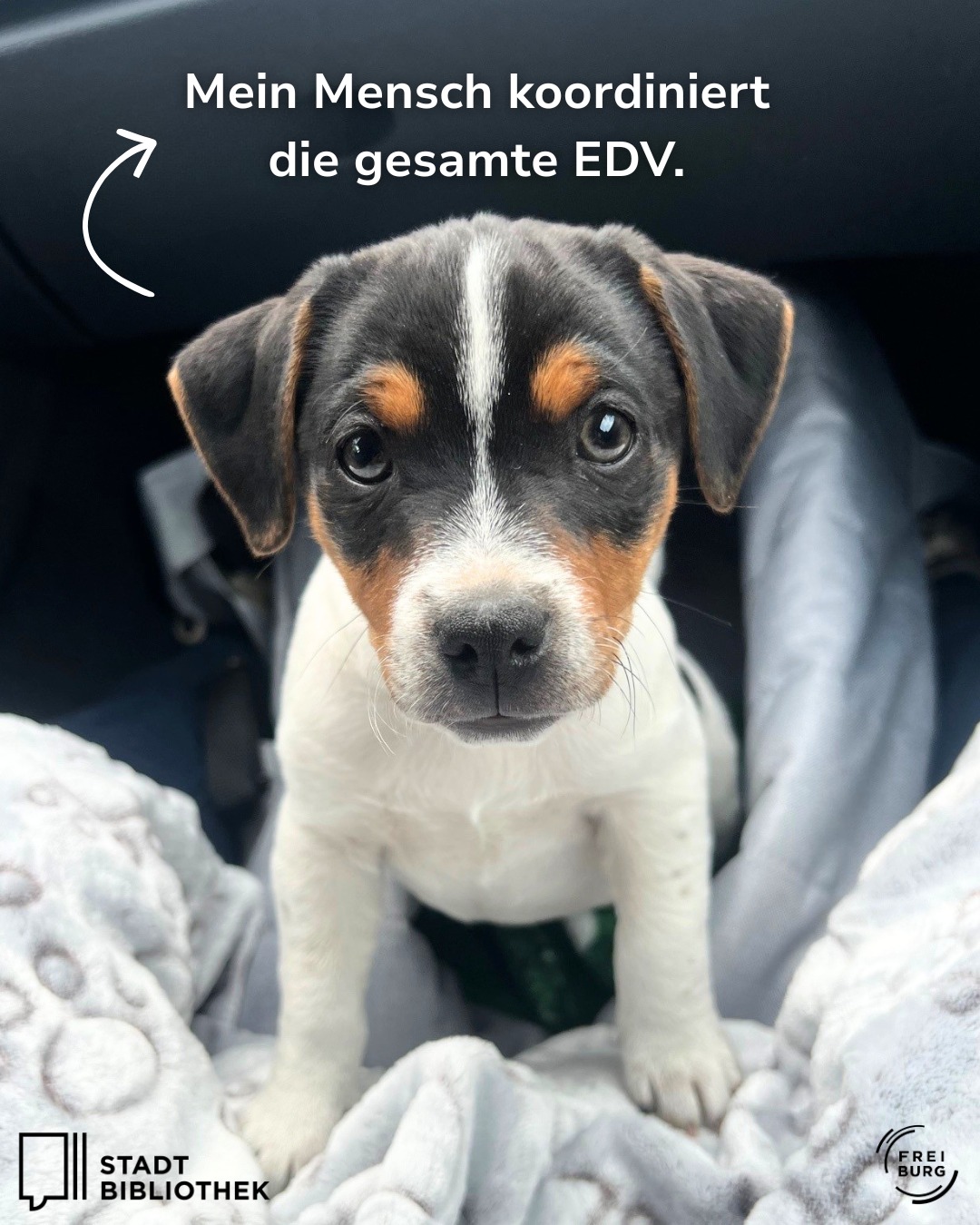 Dieser Alternativtext wurde KI-generiert: Ein farbiges Porträt eines kleinen Hundes mit braun-weißem Fell. Im Hintergrund ist ein verschwommener Innenraum zu sehen.