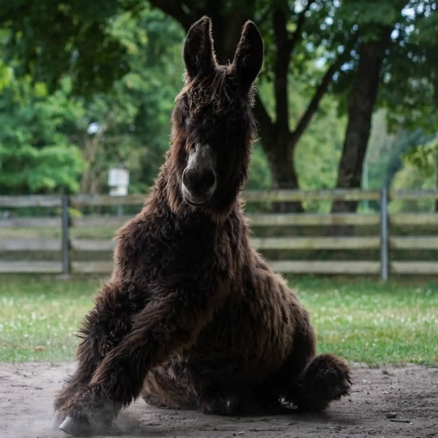 Ein braunes, flauschiges Tier mit langen Ohren sitzt auf dem Boden, eine Vorderpfote leicht angehoben, vor einem Holzzaun und grünen Bäumen. (KI-Alternativtext)