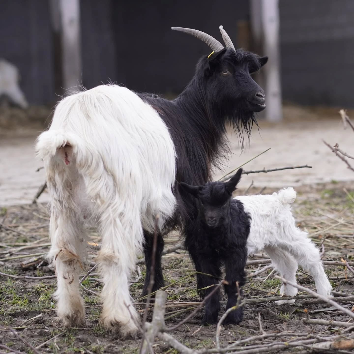 Ein erwachsener Ziegenbock mit langem, schwarzem Fell und eine junge Ziege mit weißem und schwarzem Fell stehen nebeneinander auf dem Boden.