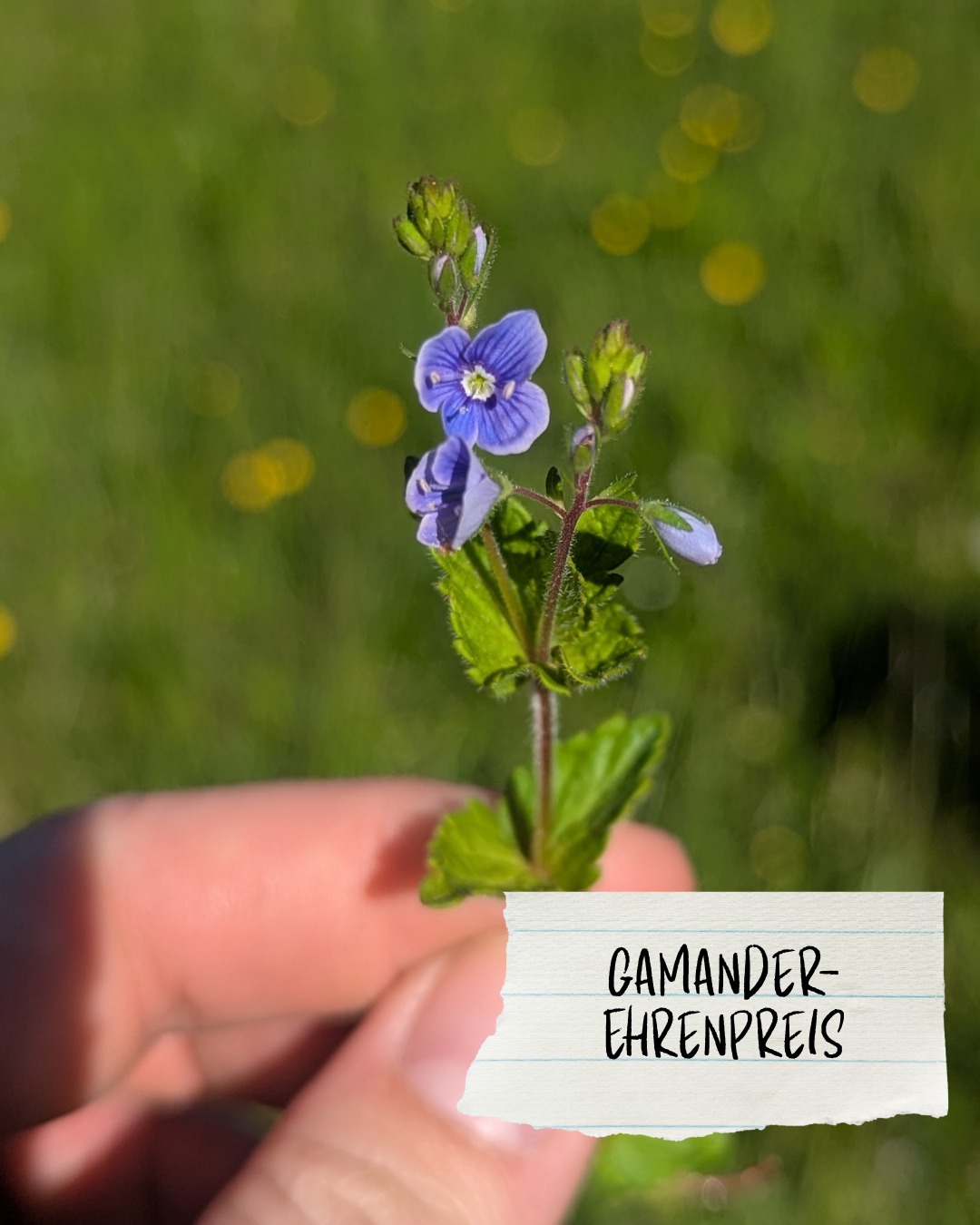 Dieser Alternativtext wurde KI-generiert: Eine Nahaufnahme zeigt eine kleine blühende Pflanze auf einer Handfläche. Unter der Pflanze befindet sich ein kleines Schild mit der Beschriftung "Gamander-Ehrenpreis".