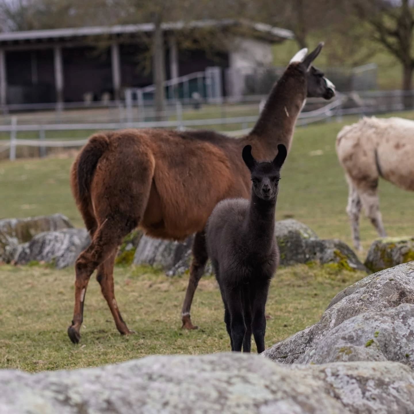 Zwei Lamas stehen auf einer grünen Wiese vor einigen Steinen. Ein Lama ist dunkelbraun, das andere schwarz.