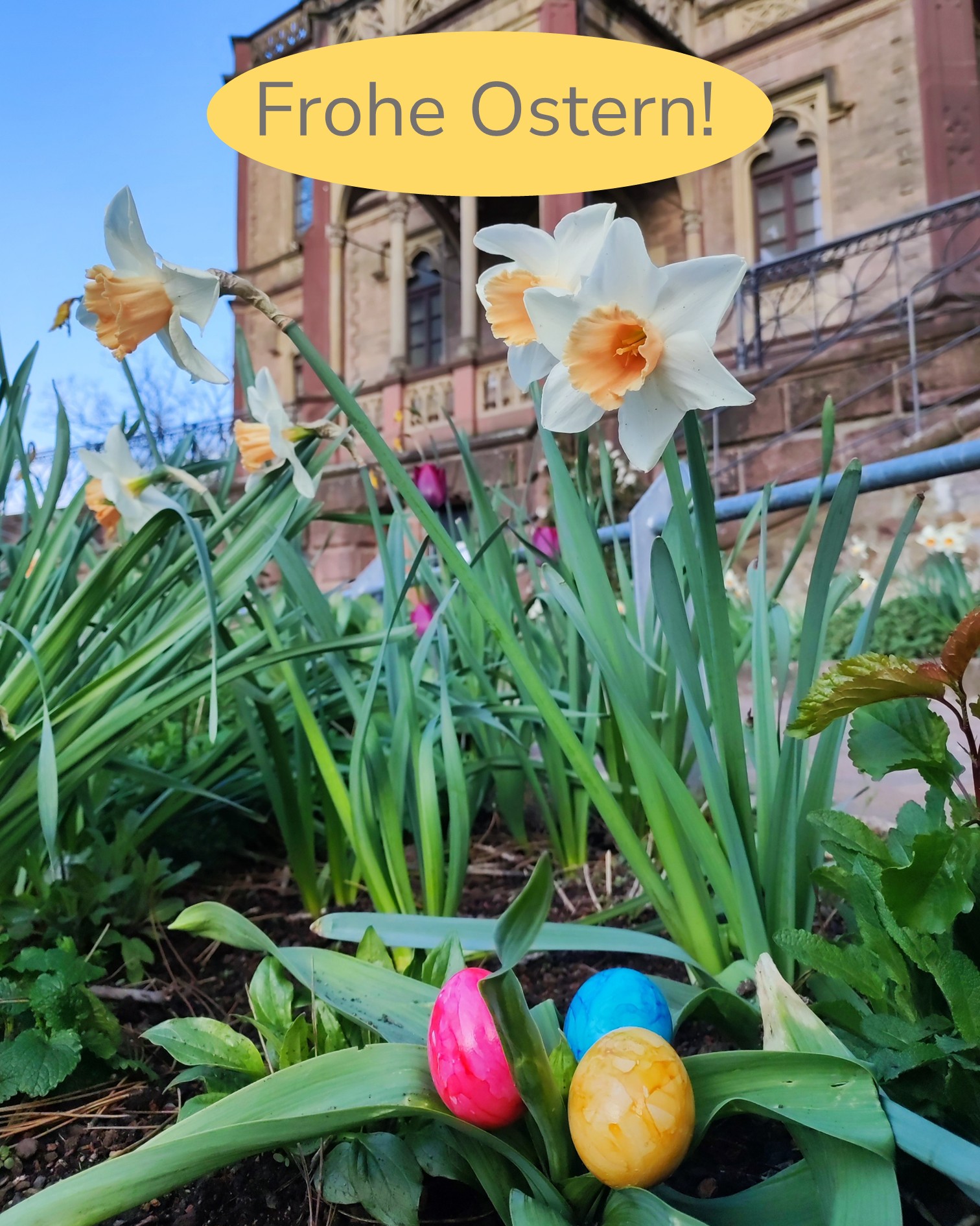 Dieser Alternativtext wurde KI-generiert: Blühende Narzissen und bemalte Eier im Garten. Im Hintergrund ist ein Gebäude zu sehen und ein Schriftzug wünscht 'Frohe Ostern!'.