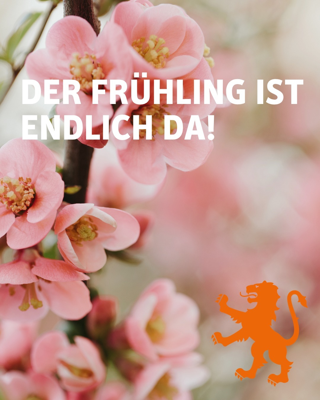 Zu sehen sind pinke Blüten. Im rechten Eck ist der Landkreislöwe in orange dargestellt. Bildtext: Der Frühling ist endlich da!