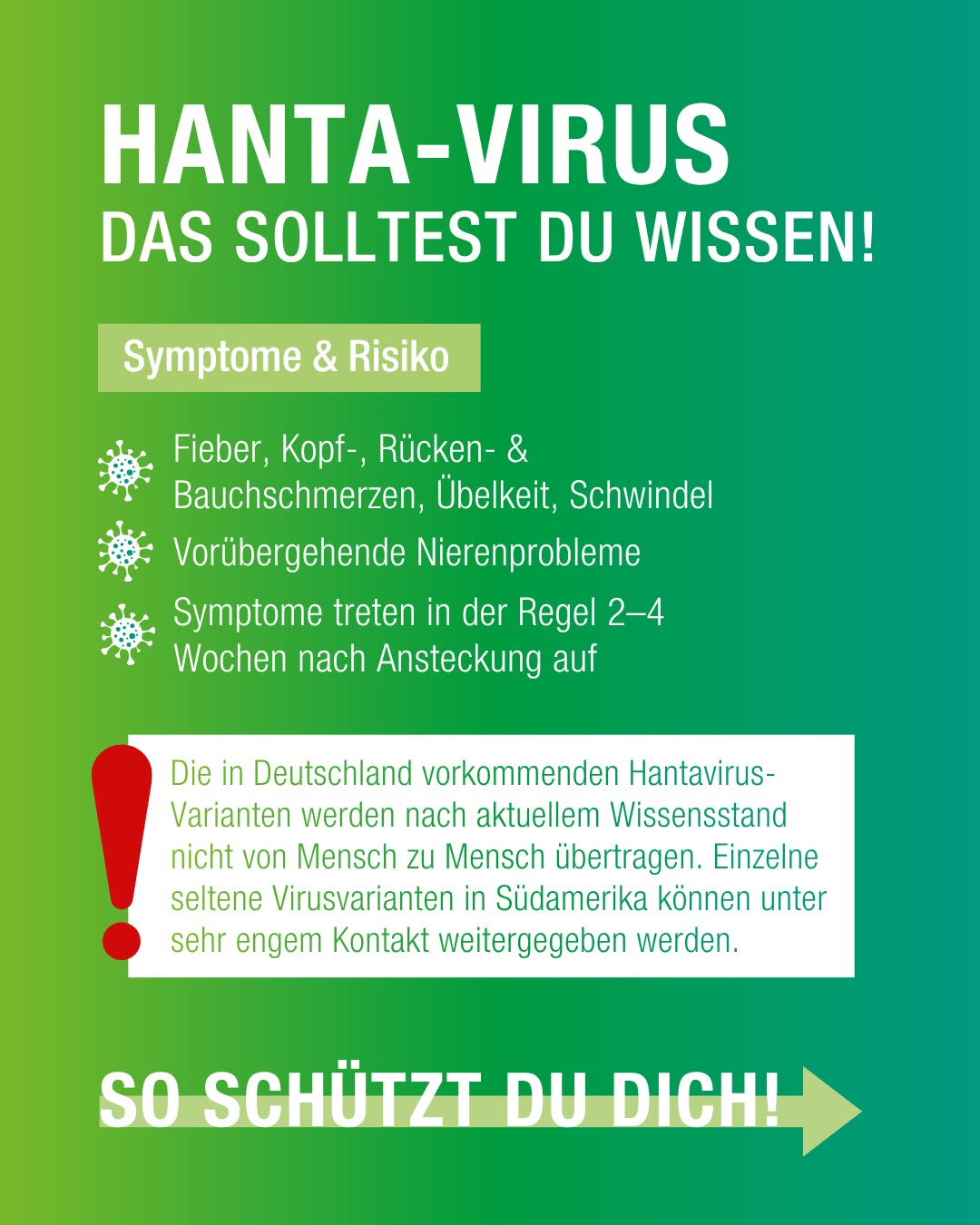 Grünes Informationsplakat zum Hantavirus mit Überschrift „HANTA-VIRUS – DAS SOLLTEST DU WISSEN!“. Listet Symptome wie Fieber, Schmerzen und Nierenprobleme sowie Hinweise zur Übertragung in Deutschland und einem Pfeil zu Schutzmaßnahmen. (KI-Alternativtext)