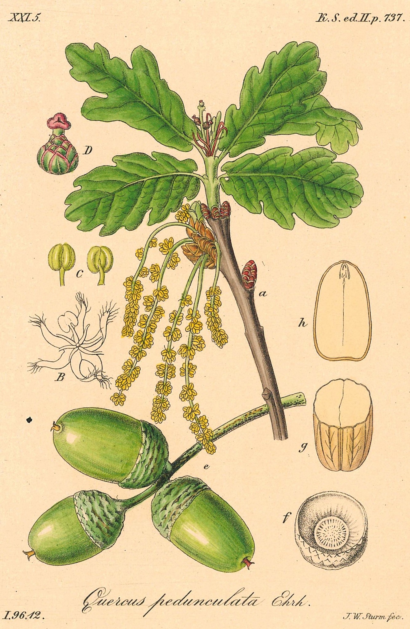 Botanische Illustration eines Eichenastes mit grünen, gelappten Blättern, hängenden gelben Kätzchen und drei grünen Eicheln. Um den Ast herum sind detaillierte Ansichten von Knospen, Blüten und Querschnitten der Früchte angeordnet. Unten steht der lateinische Name „Quercus pedunculata Ehrh.“. (KI-Alternativtext)