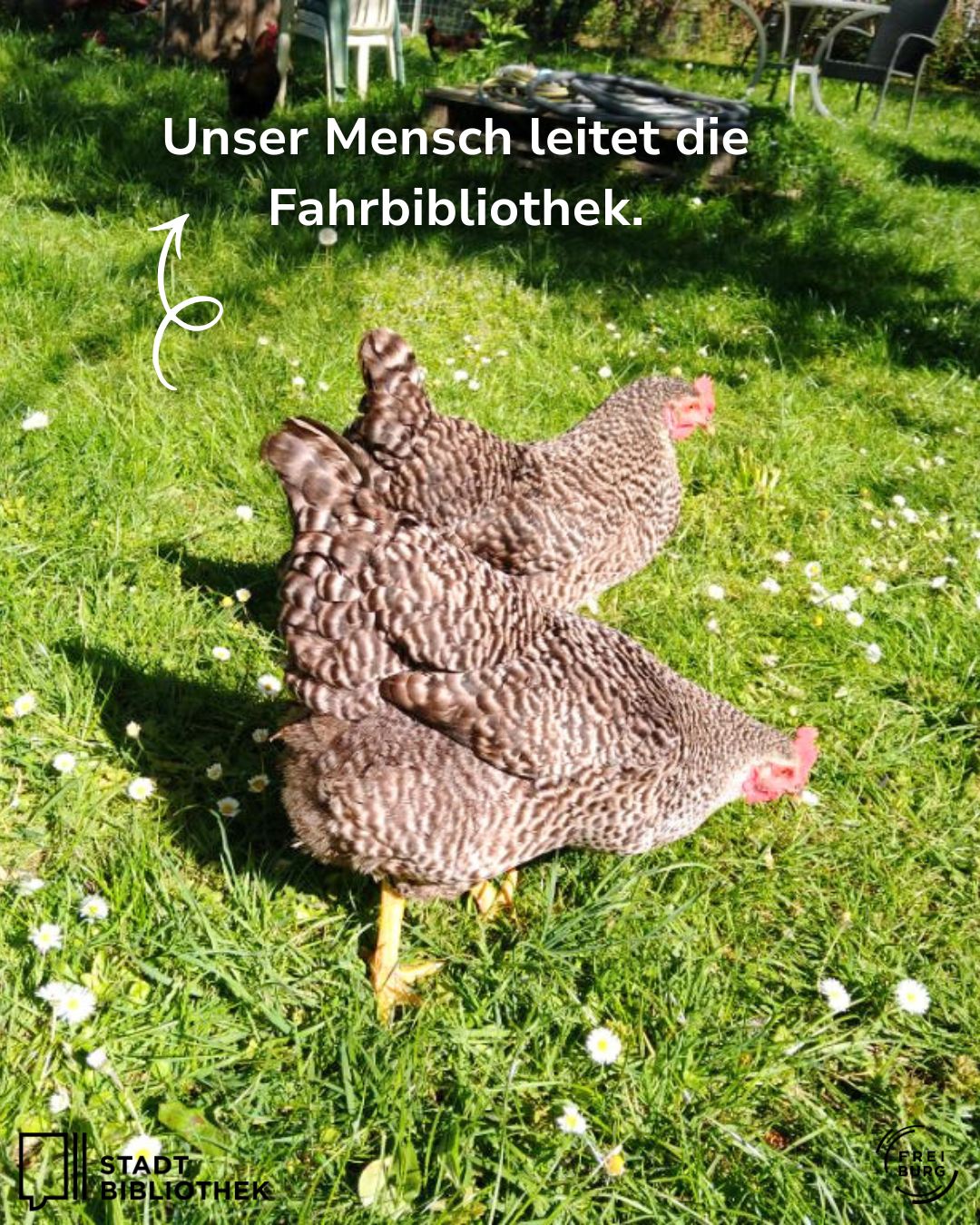 Dieser Alternativtext wurde KI-generiert: Auf einer grünen Wiese stehen mehrere Hühner. Im Hintergrund ist ein Garten mit Pflanzen und einem Schild zu sehen.