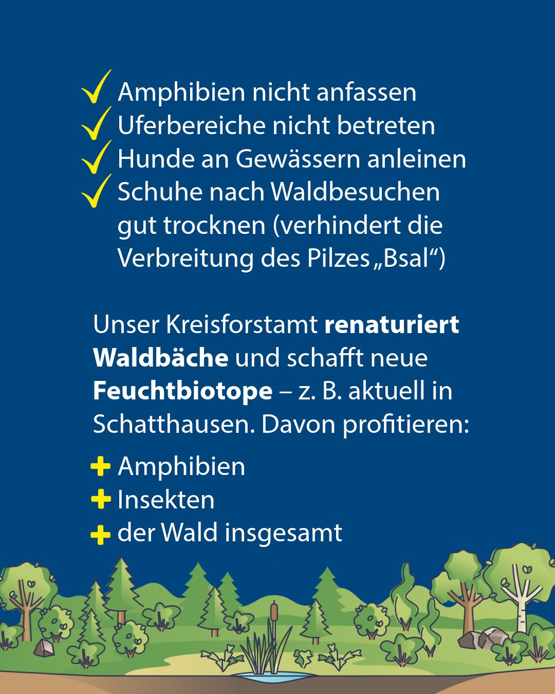 Blauer Hintergrund mit weißem Text: Vier Verhaltensregeln für den Waldbesuch (Amphibien nicht anfassen, Uferbereiche nicht betreten, Hunde anleinen, Schuhe trocknen) und Information zur Renaturierung von Waldbächen durch den Kreisforstamt, die Amphibien, Insekten und den Wald insgesamt profitieren lässt. Unten Illustration von Wald und Teich. (KI-Alternativtext)