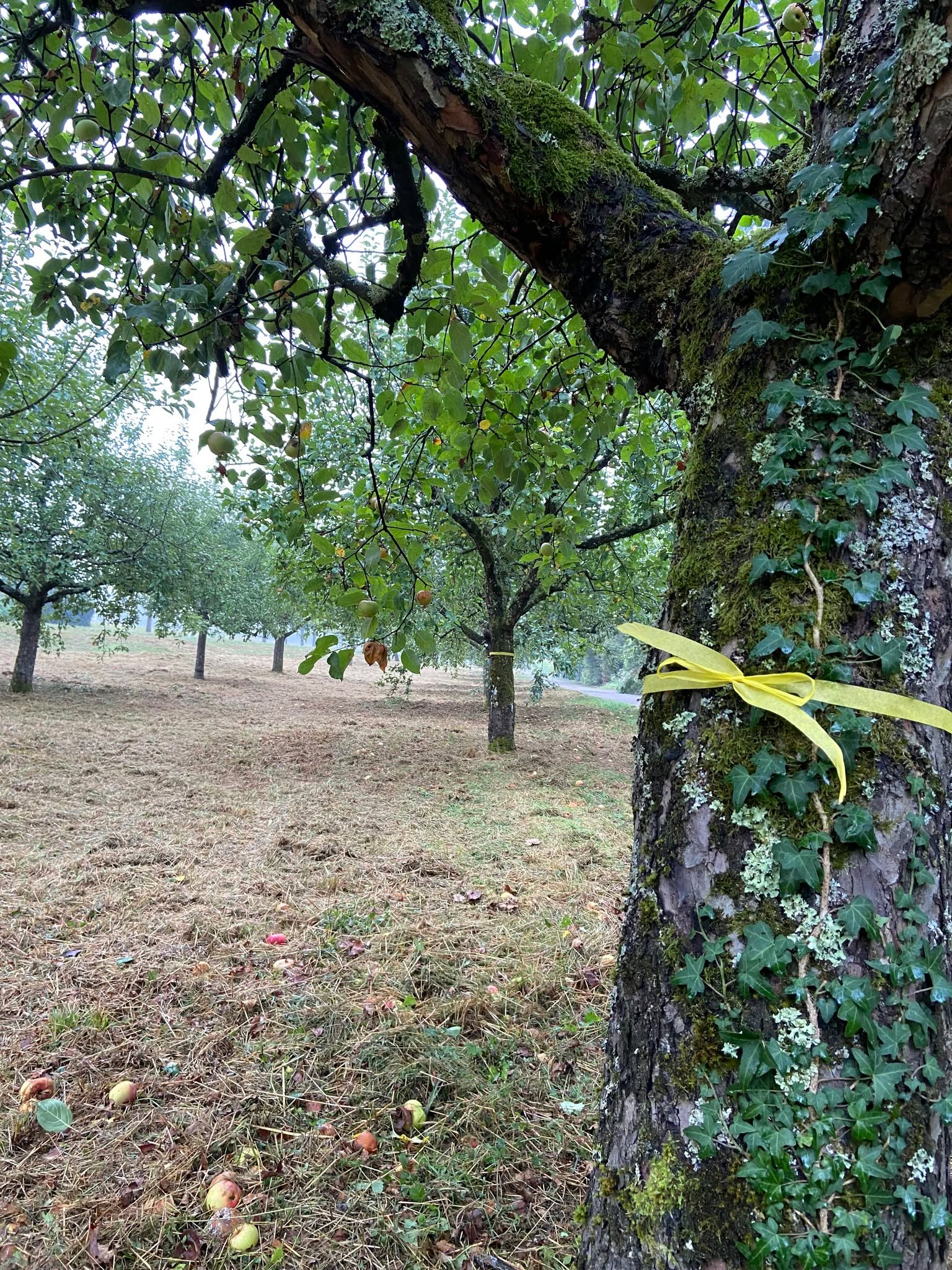 Ein moosbewachsener Baumstamm mit Efeu im Vordergrund, um den ein gelbes Band gebunden ist. Dahinter erstreckt sich ein Obstgarten mit Reihen von Bäumen, die grüne Früchte tragen. Auf dem trockenen Boden liegen verstreut gefallene Früchte. (KI-Alternativtext)