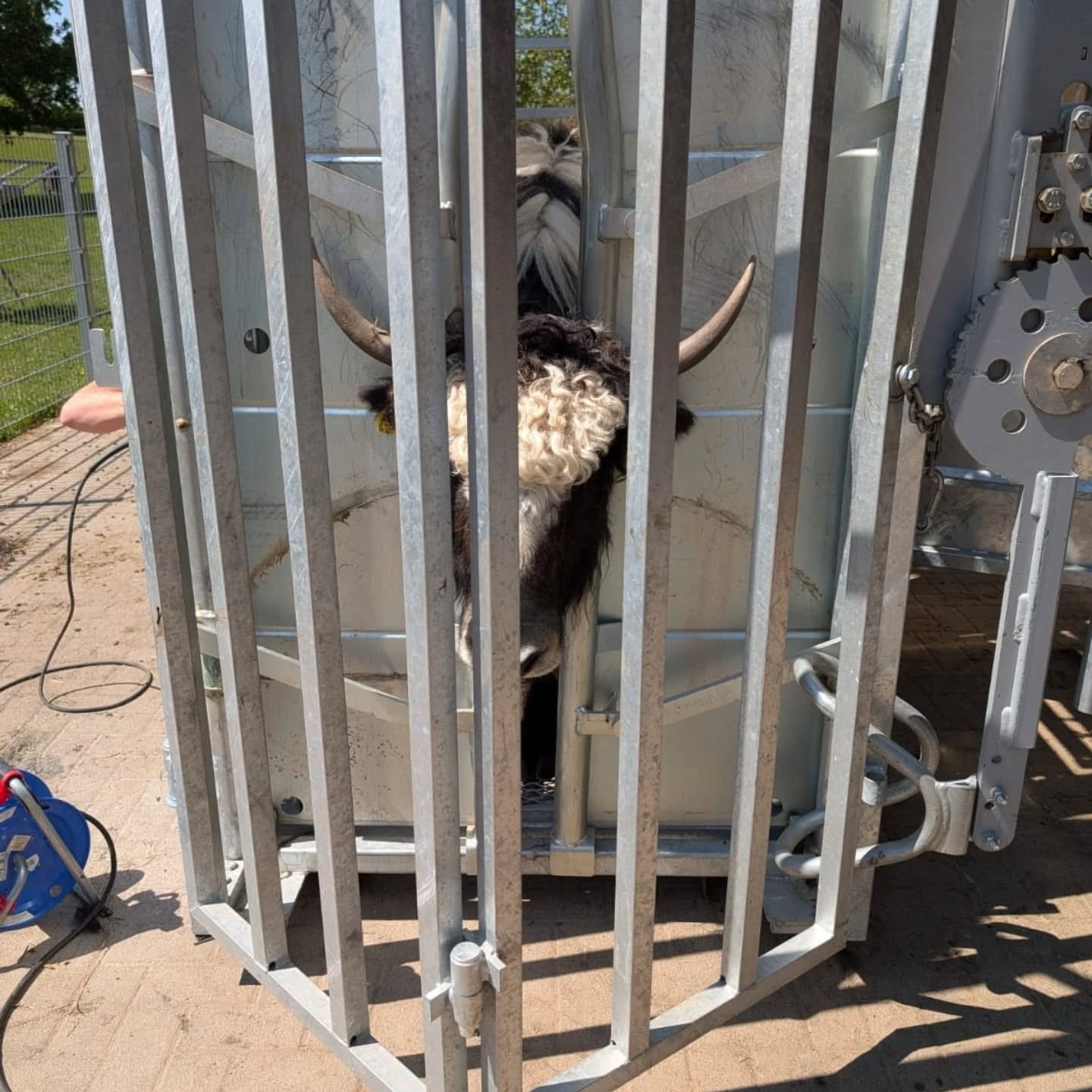 Ein Yak steht in einem Metallkäfig.  Es ist tagsüber sonnig.
