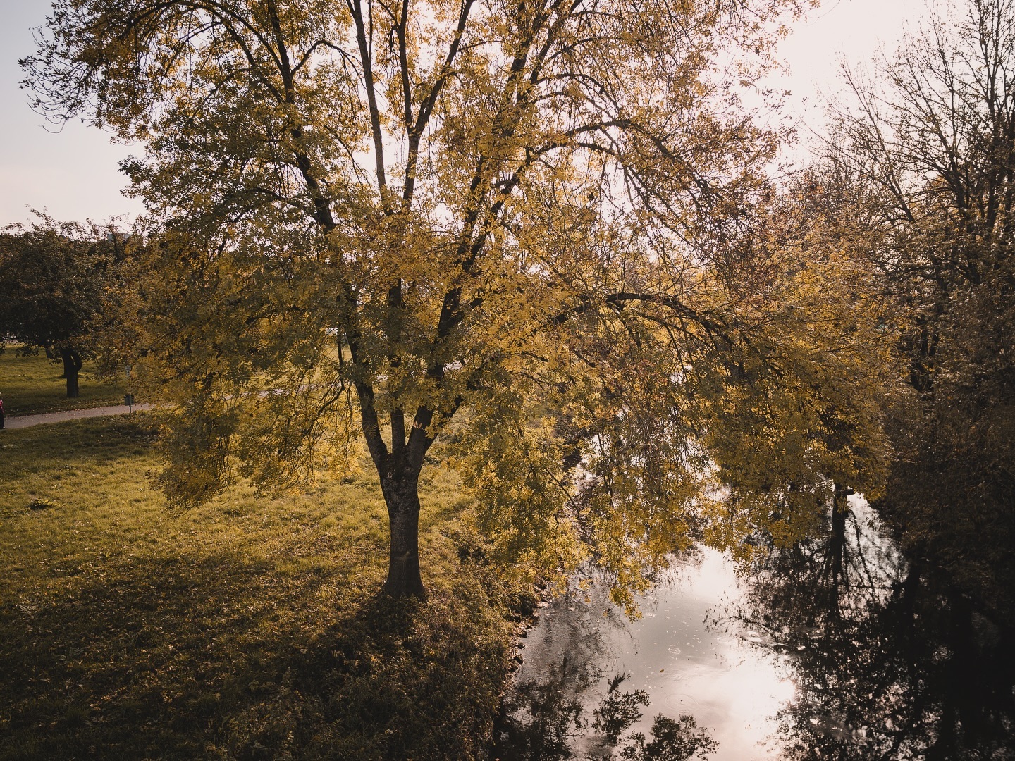 Ein Baum mit gelben Blättern steht an einem Fluss. Das Wasser spiegelt die Bäume und den Himmel wider.