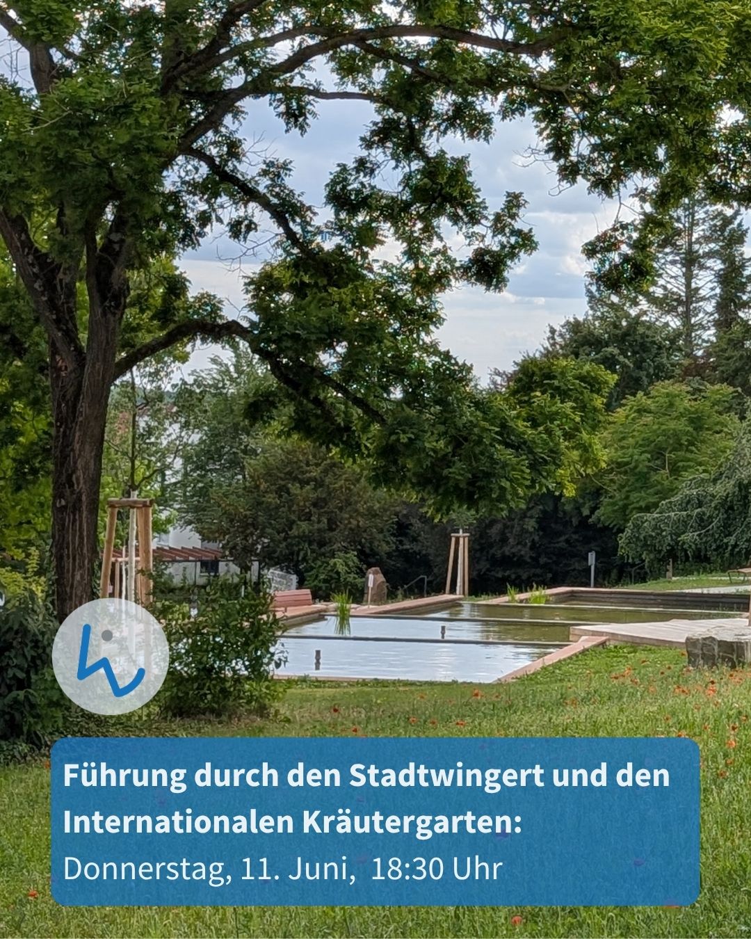 Grüner Park mit Teich, Bäumen und einer Holzkonstruktion im Hintergrund. Ein blauer Textblock kündigt eine Führung durch den Stadtwingert und den Internationalen Kräutergarten am Donnerstag, 11. Juni, 18:30 Uhr an. Links oben ein Logo mit stilisiertem „K“. (KI-Alternativtext)
