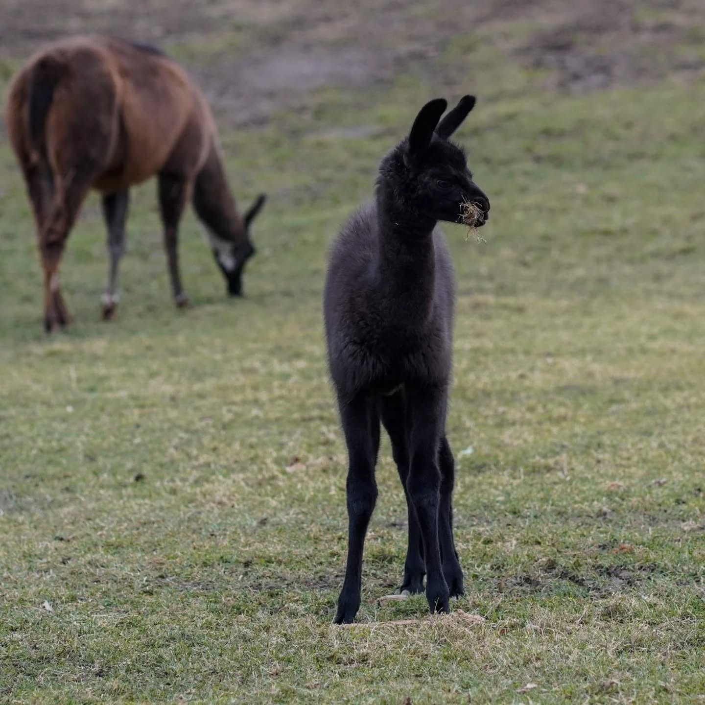 Ein schwarzes Lama steht auf einer Wiese und frisst Gras. Im Hintergrund ist ein weiteres Lama zu sehen.