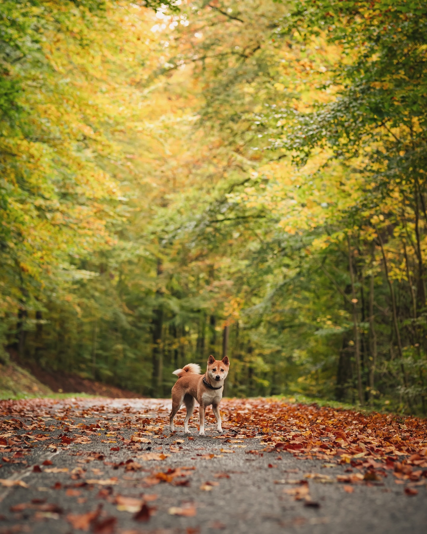 Ein Hund steht auf einem Weg im Wald, dessen Blätter sich verfärben. Herbstliche Stimmung.
