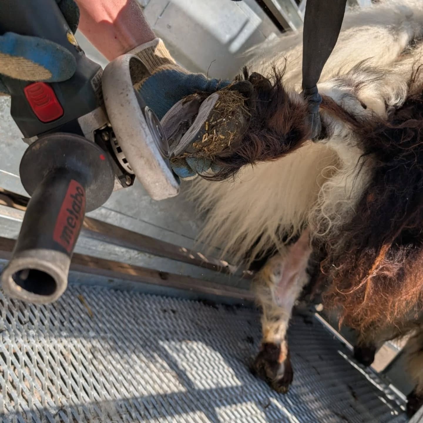 Eine Winkelschleifer wird an einem Tierbein verwendet. Es wird vermutlich Fell entfernt.