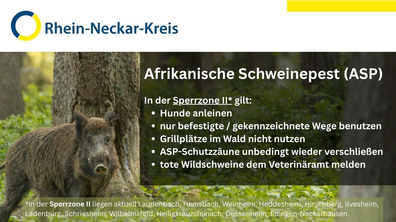 Wildschwein im Wald vor Informationsgrafik des Rhein-Neckar-Kreises zur Afrikanischen Schweinepest (ASP). Aufgeführt sind Regeln für Sperrzone II, darunter Hunde anleinen, nur gekennzeichnete Wege nutzen, Grillplätze meiden, Schutzzäune verschließen und tote Wildschweine melden. (KI-Alternativtext)